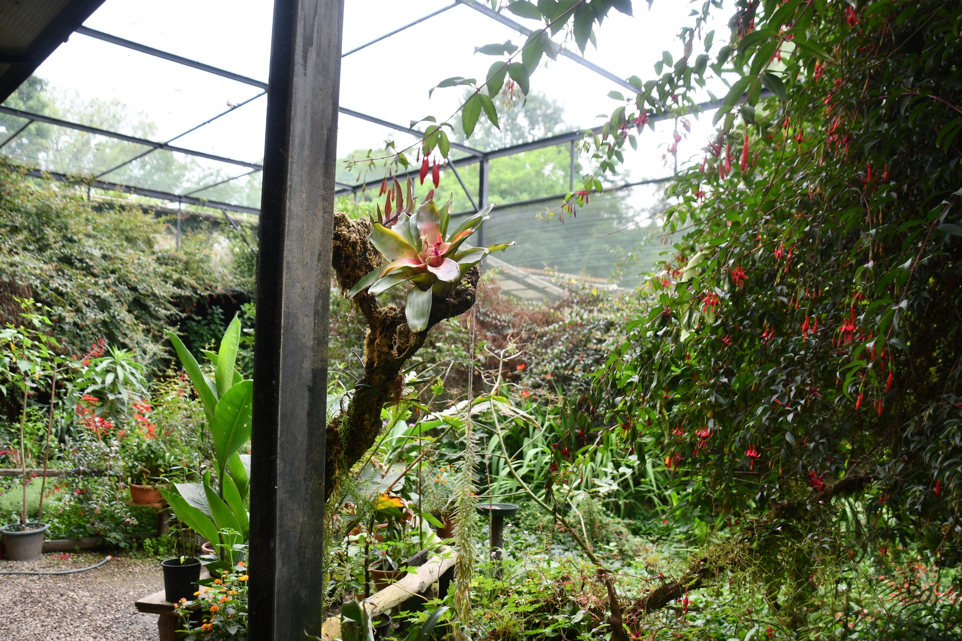 Butterfly/Hummingbird aviary