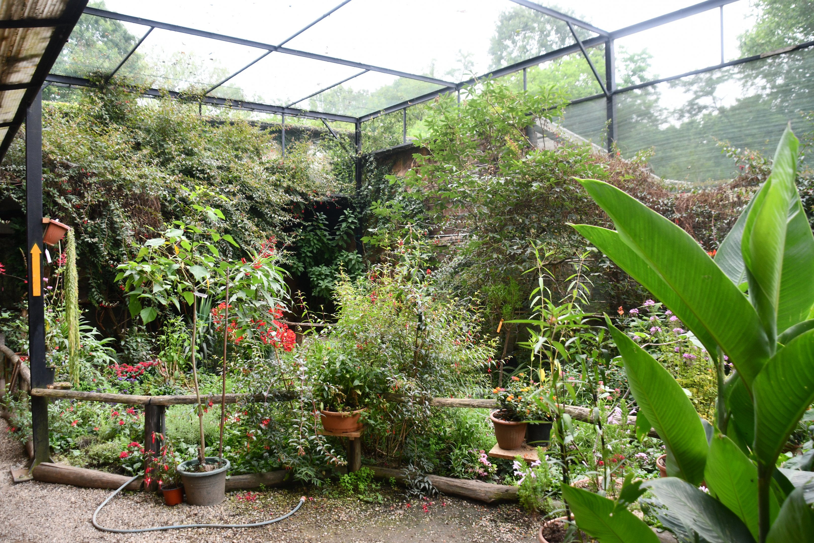 Butterfly/Hummingbird aviary