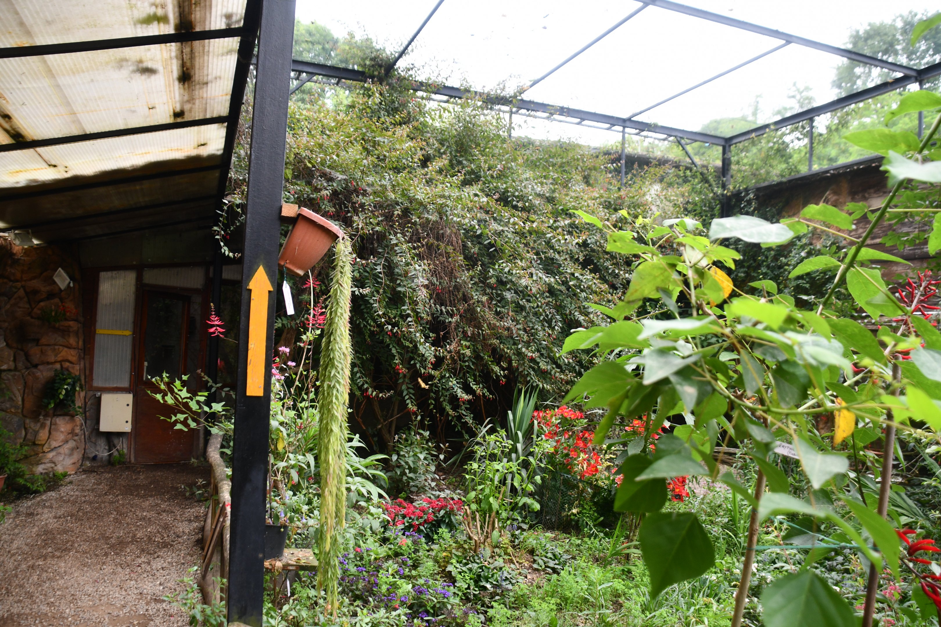 Butterfly/Hummingbird aviary
