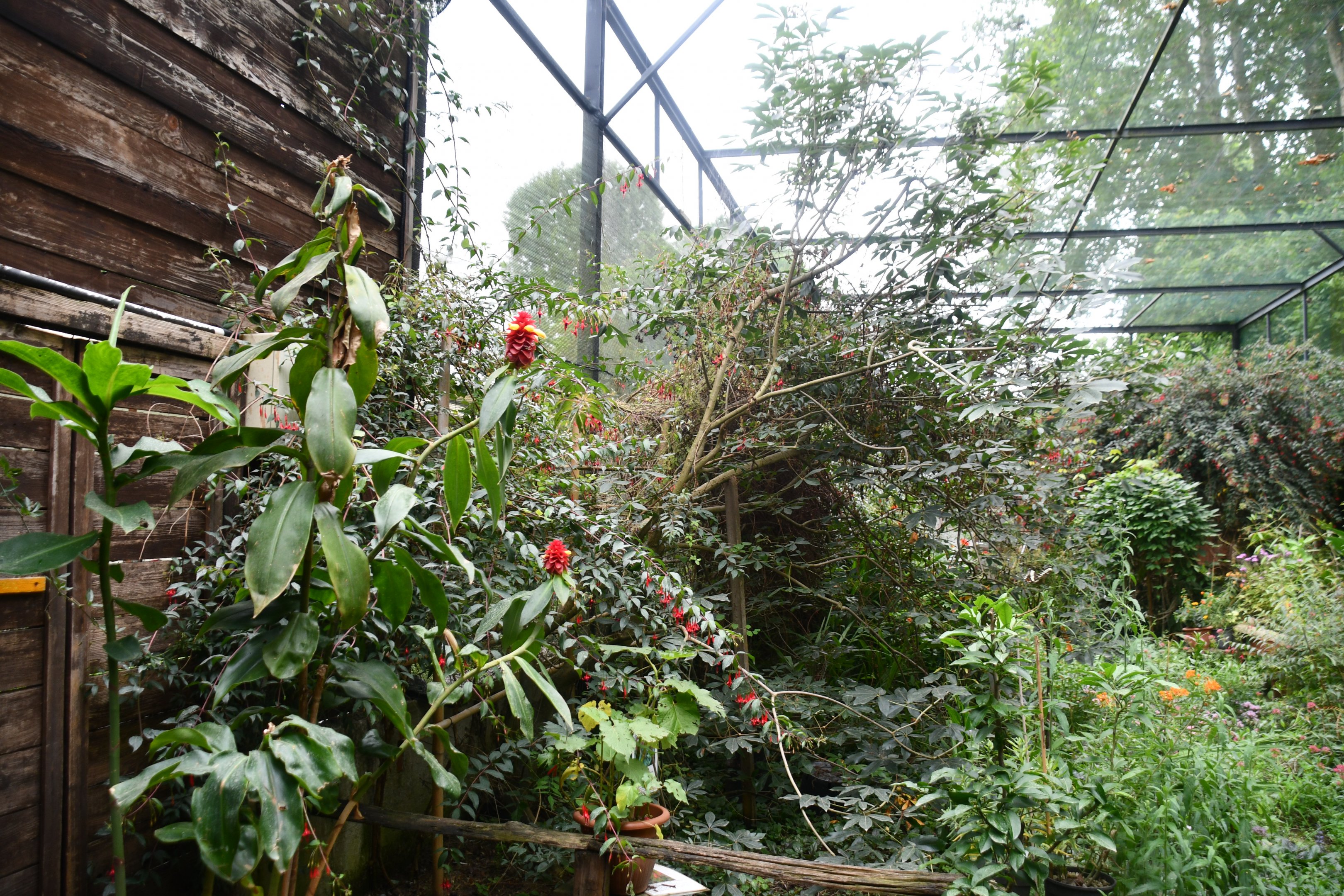 Butterfly/Hummingbird aviary