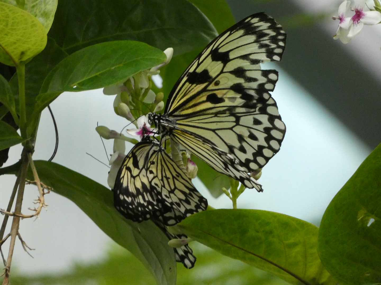 Butterfly ID? - Artis