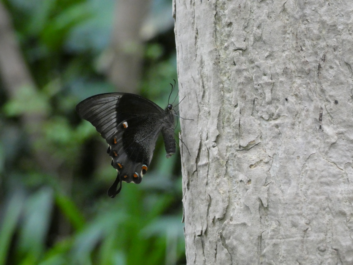 Butterfly ID? - Artis