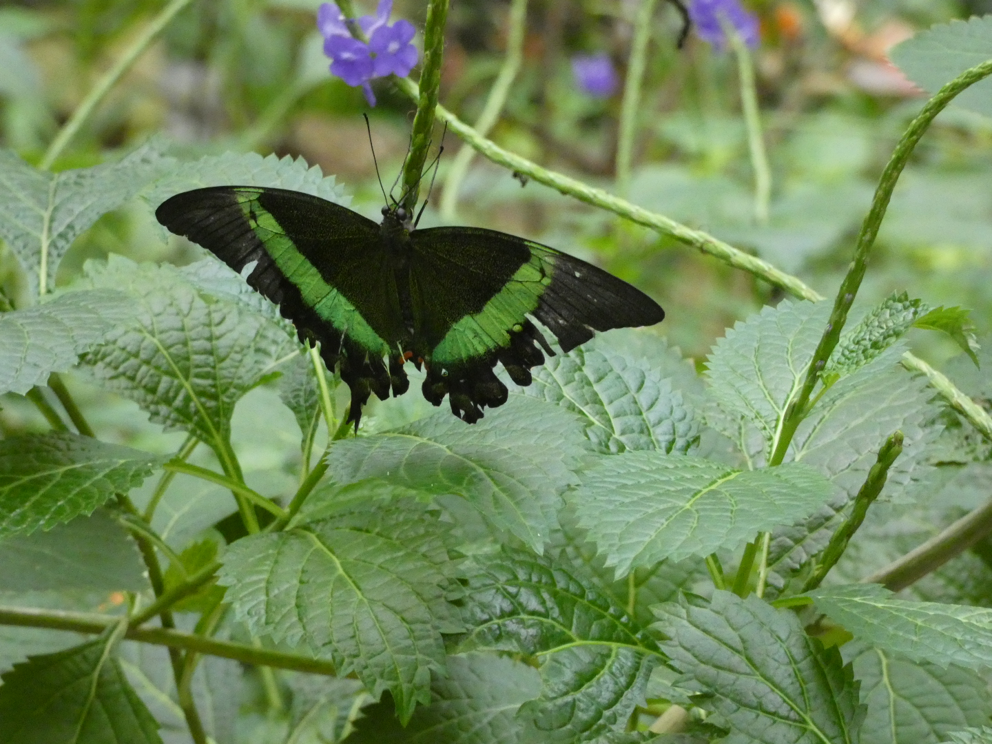 Butterfly ID? - Artis