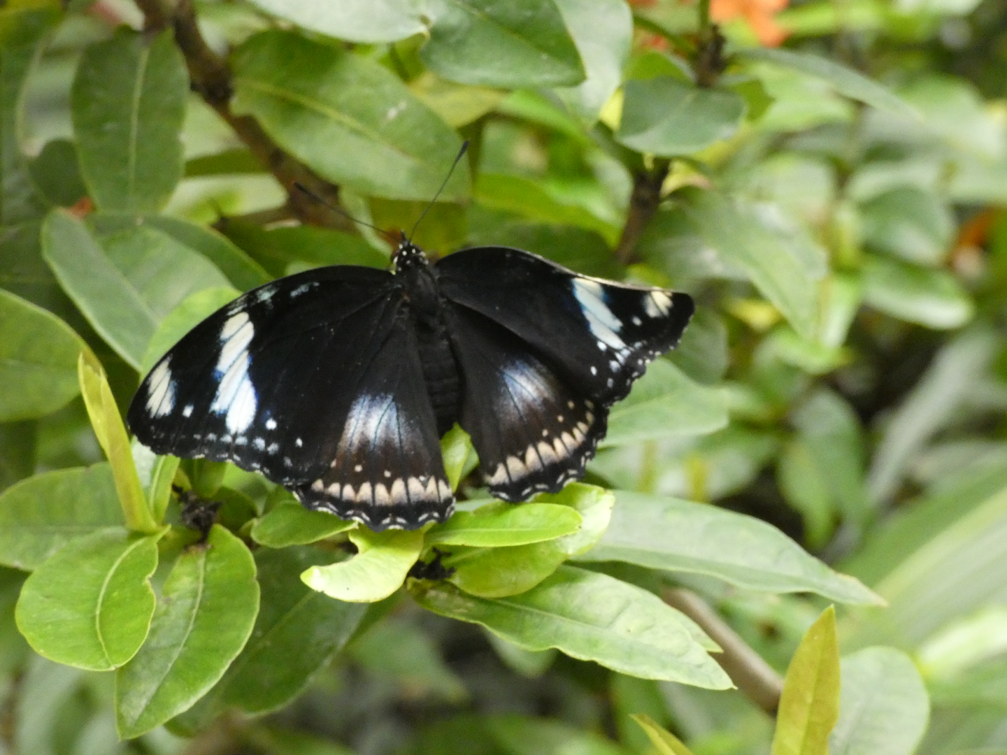 Butterfly ID? - Artis