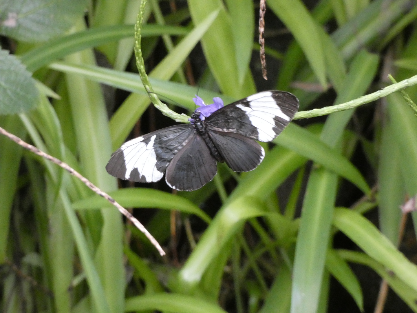 Butterfly ID? - Artis