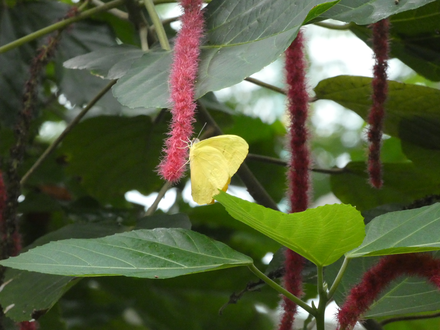 Butterfly ID? - Artis