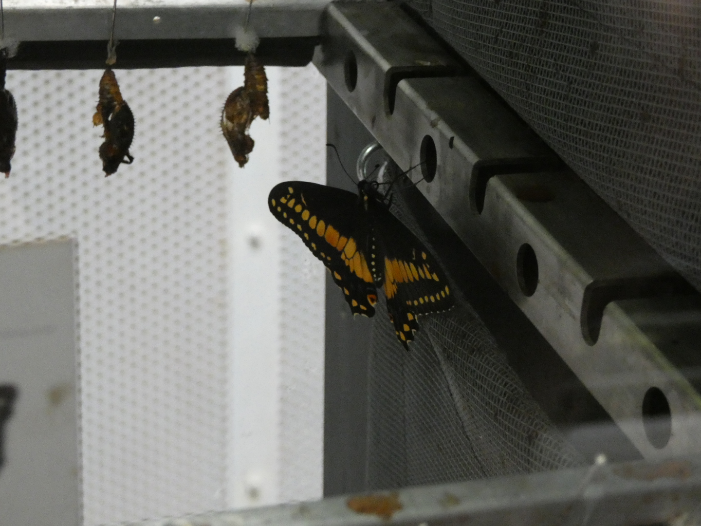 Butterfly ID? - Artis