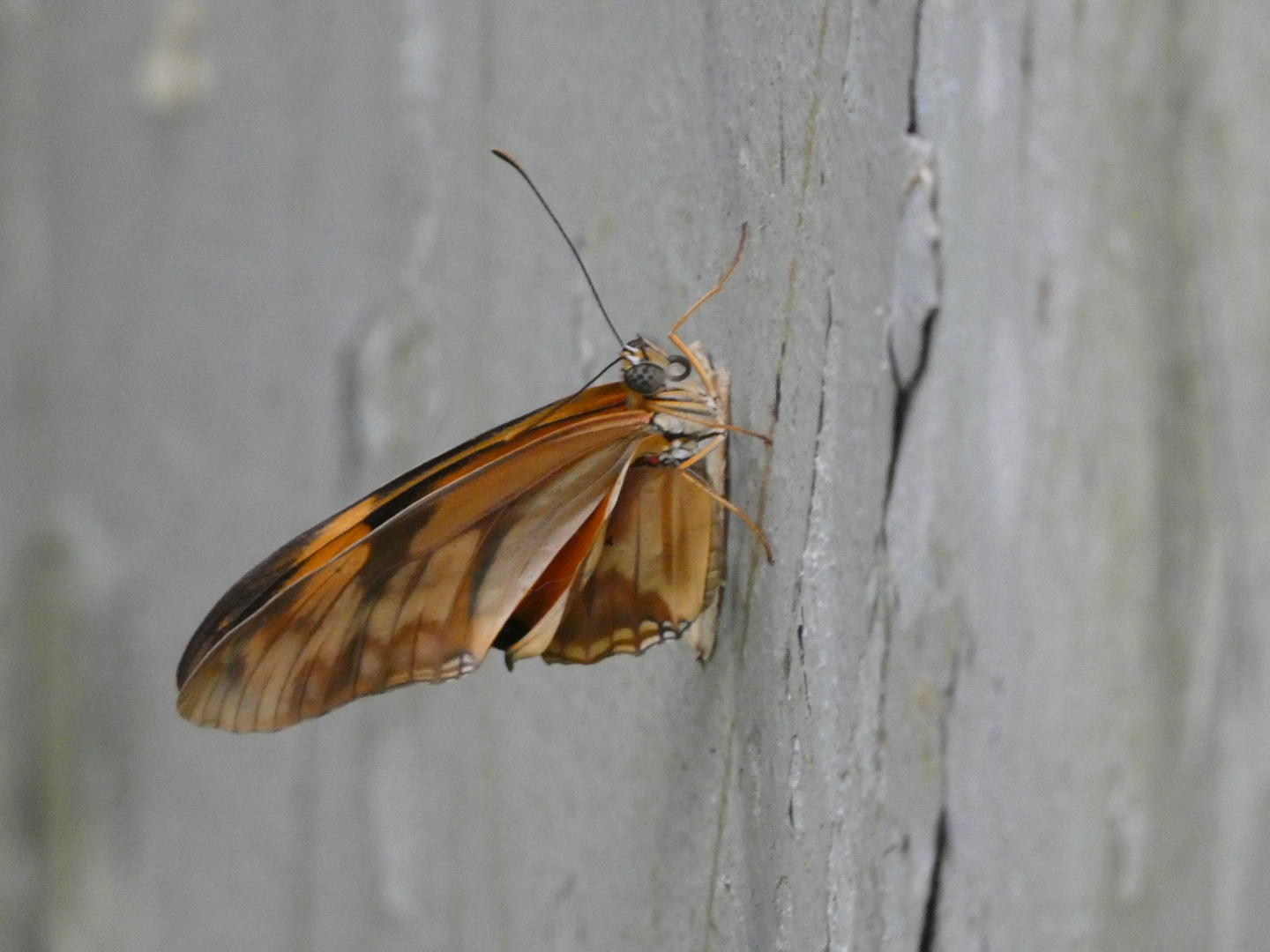 Butterfly ID? - Artis