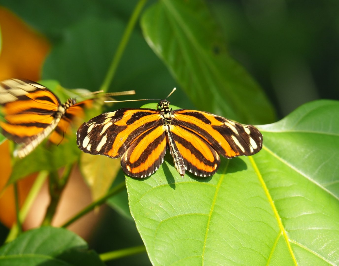 Butterfly ID Burgers' Mangrove - Heliconius species?
