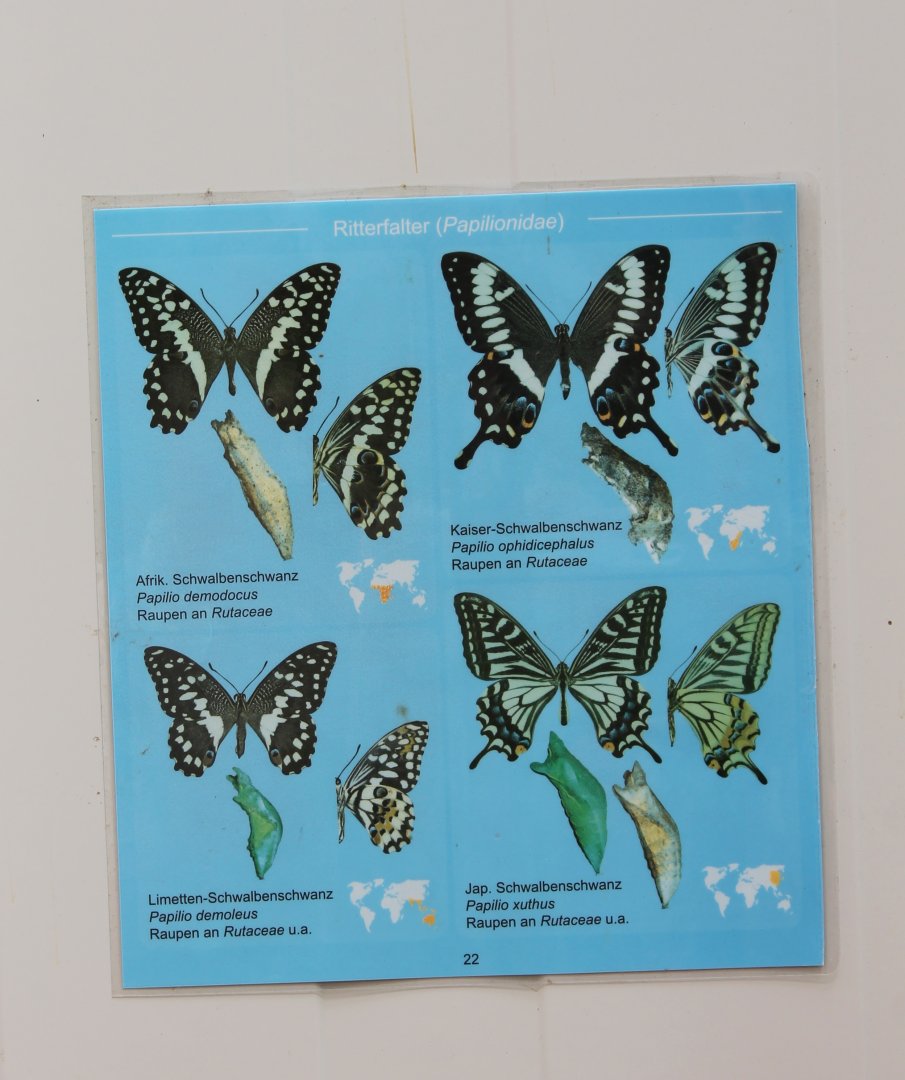 Butterfly ID-card