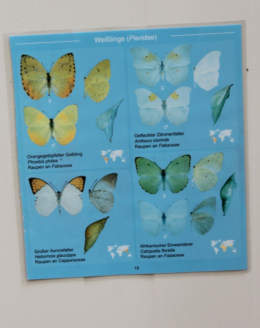 Butterfly ID-card