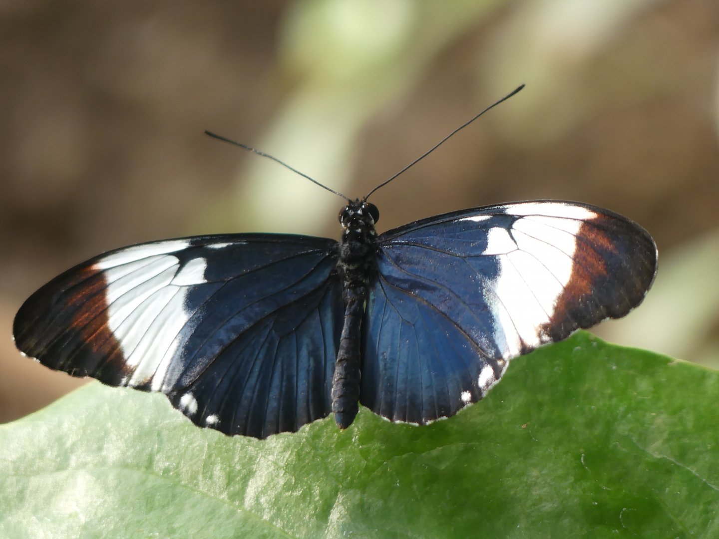 Butterfly ID? - Chester Zoo - 02.04.25