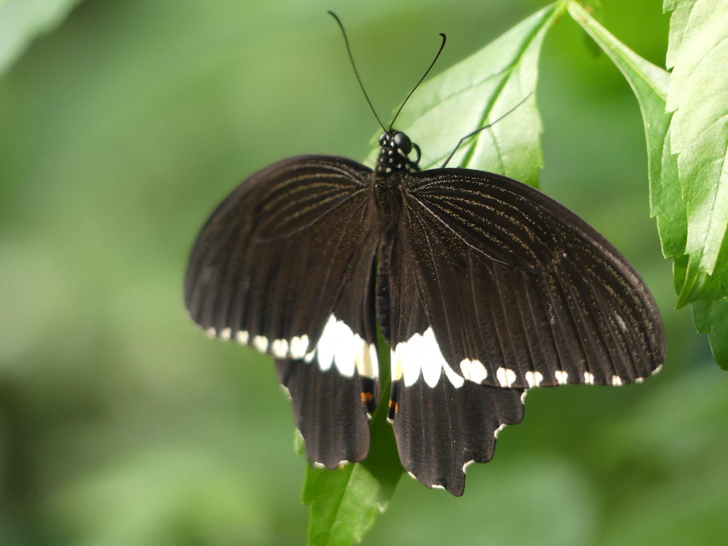 Butterfly ID? - Chester Zoo - 02.04.25