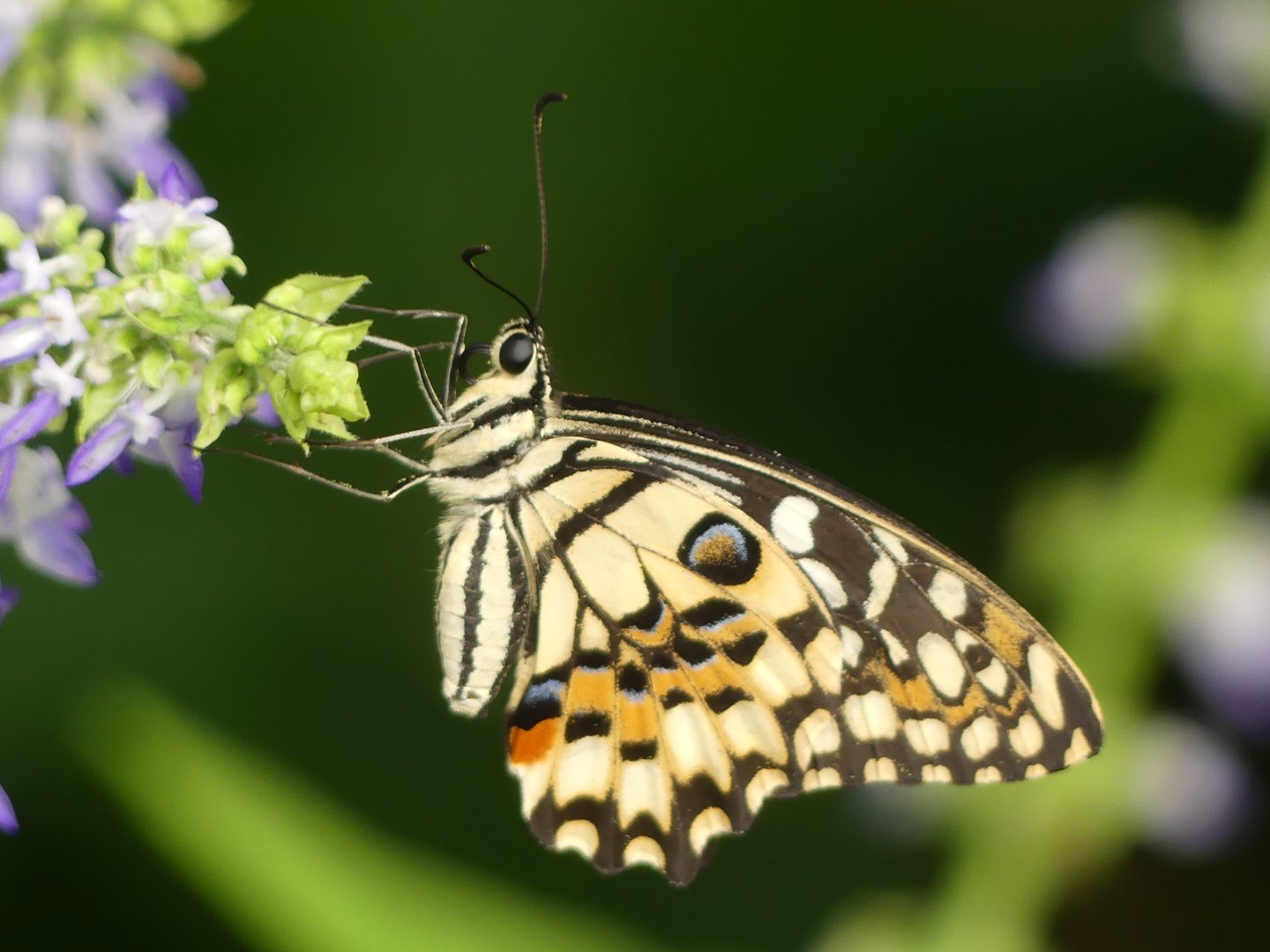 Butterfly ID? - Chester Zoo - 02.04.25