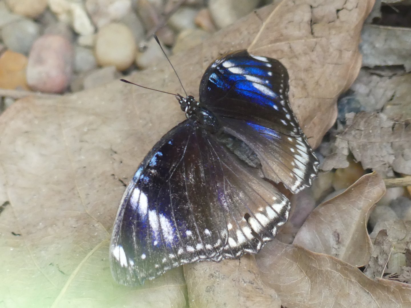 Butterfly ID? - Chester Zoo - 02.04.25