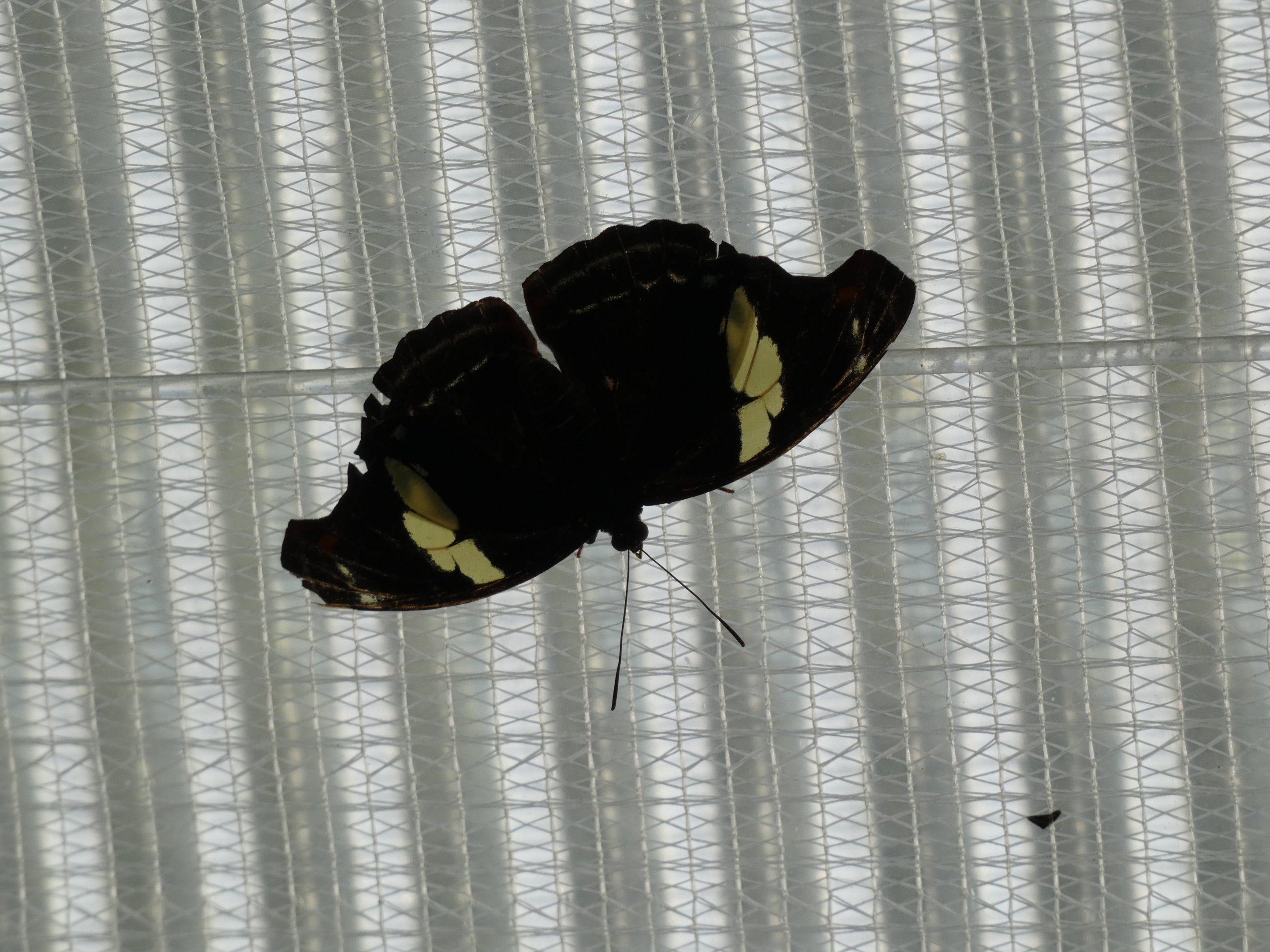 Butterfly ID? - Jersey Zoo