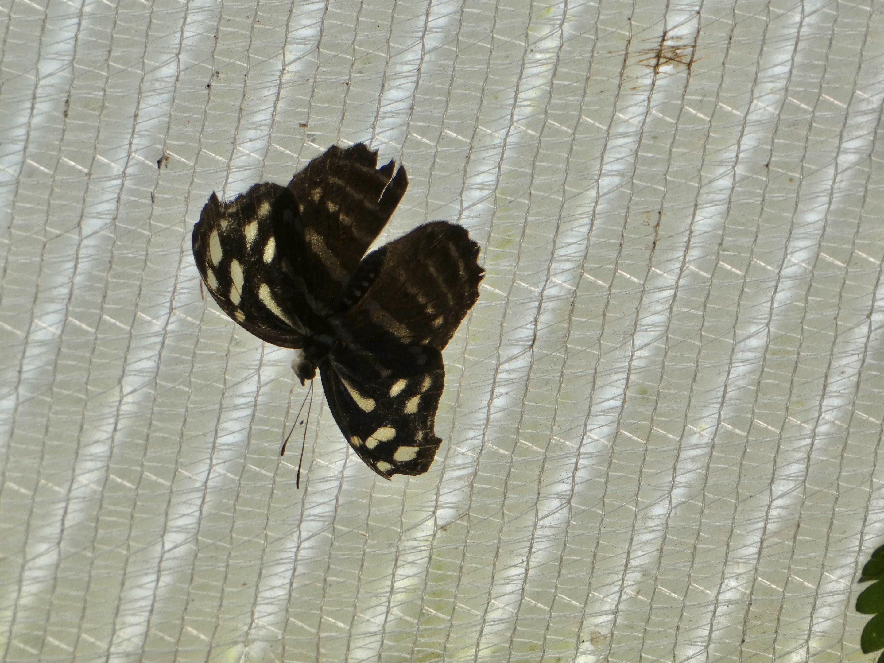 Butterfly ID? - Jersey Zoo