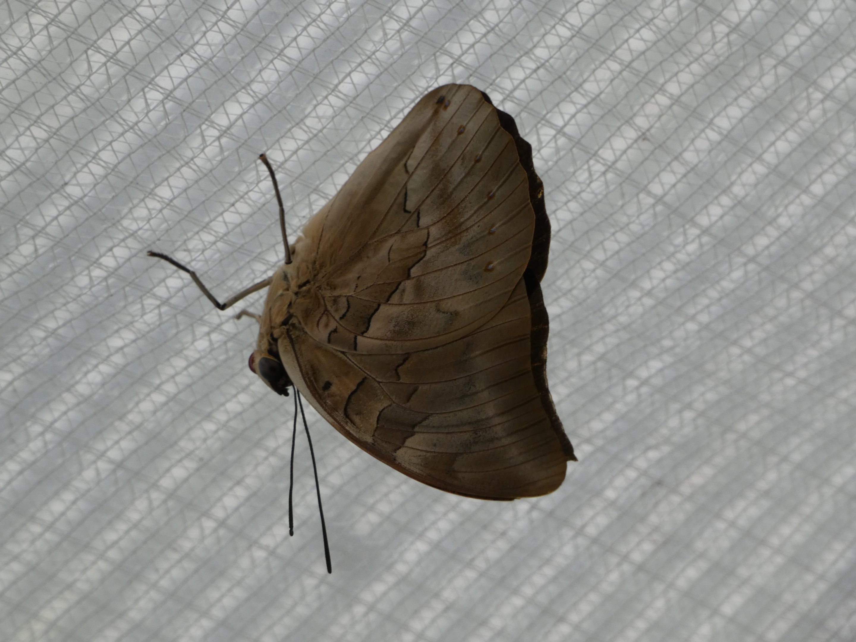 Butterfly ID? - Jersey Zoo
