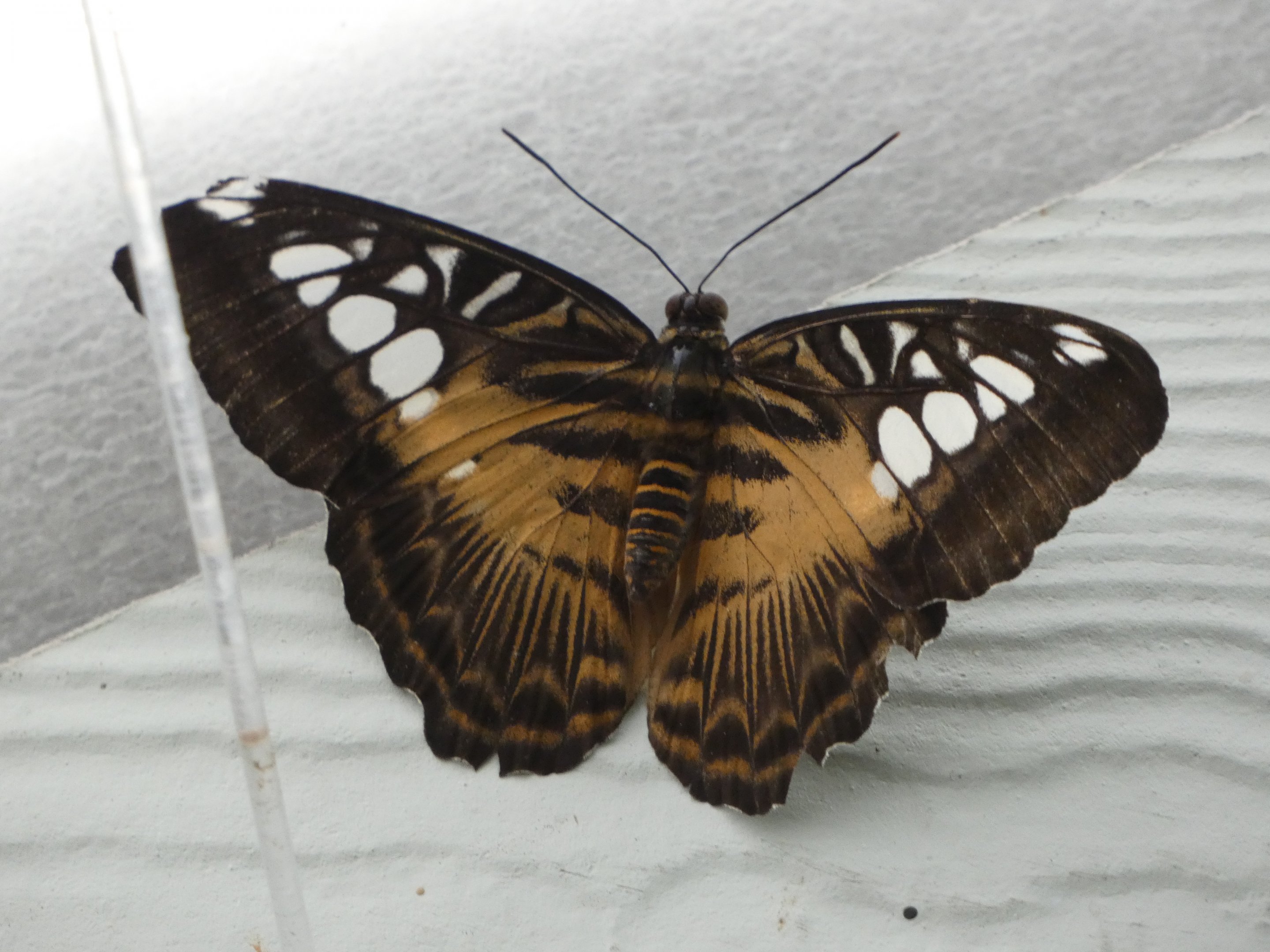 Butterfly ID? - Jersey Zoo