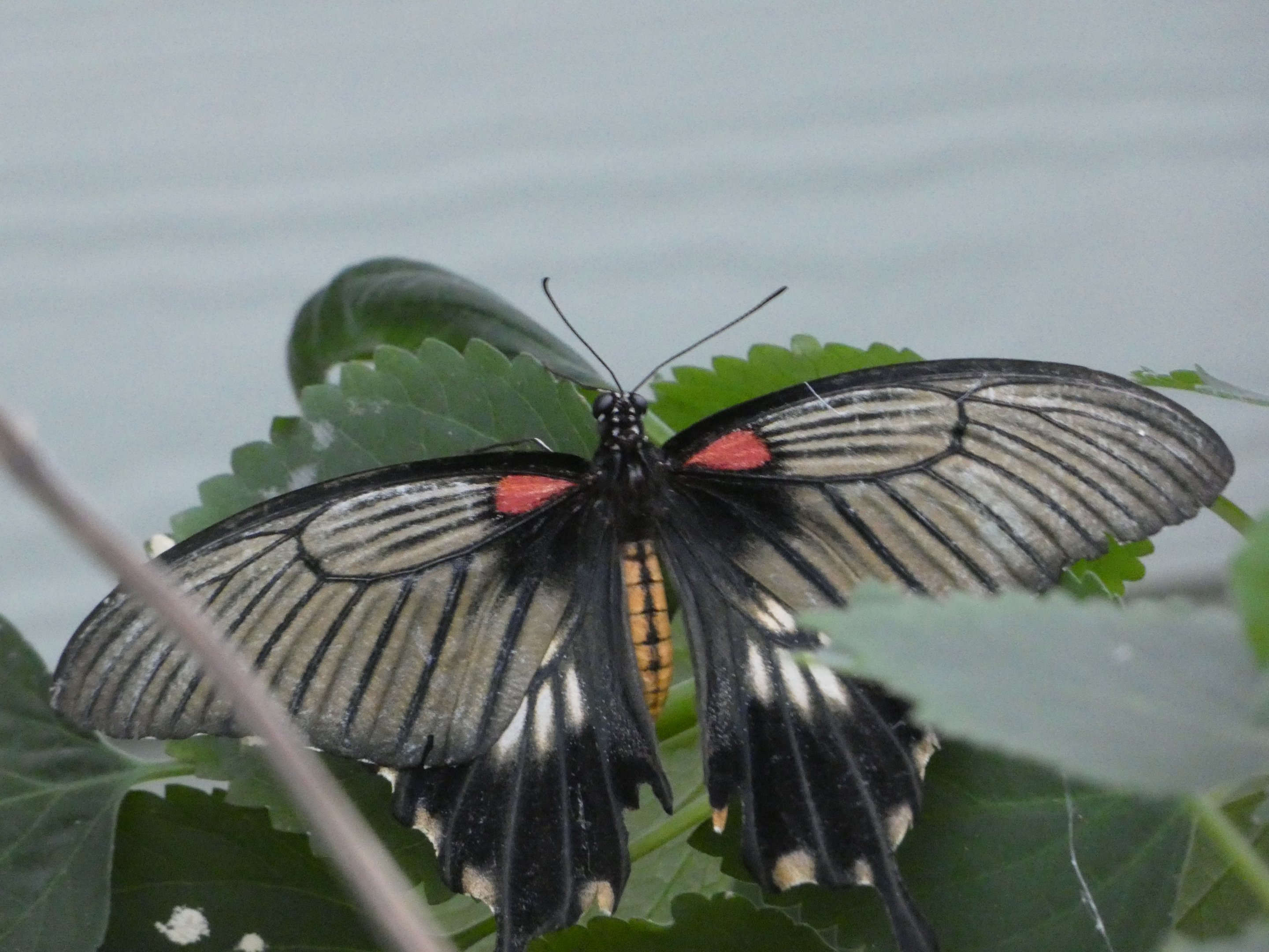 Butterfly ID? - Jersey Zoo