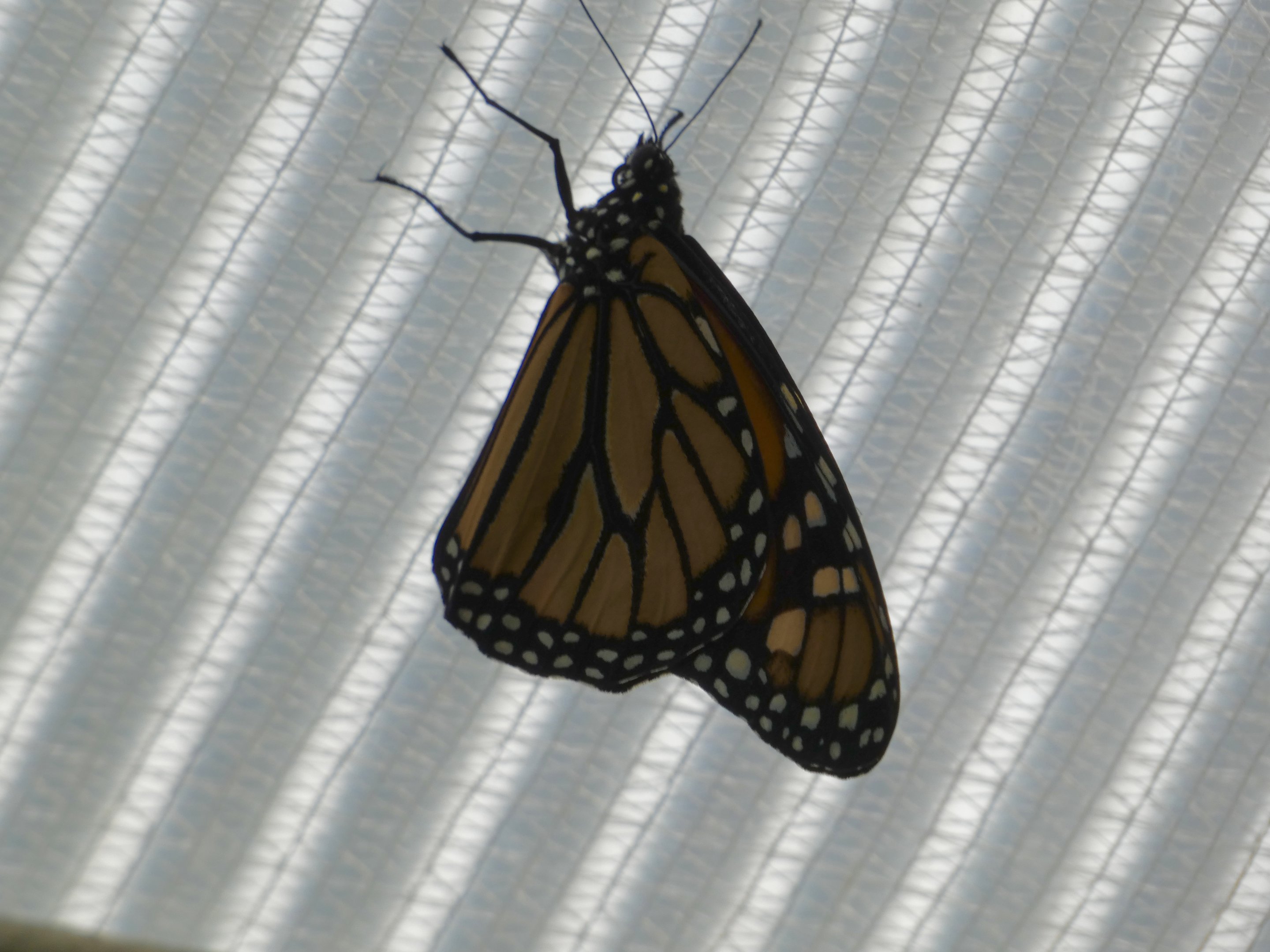 Butterfly ID? - Jersey Zoo