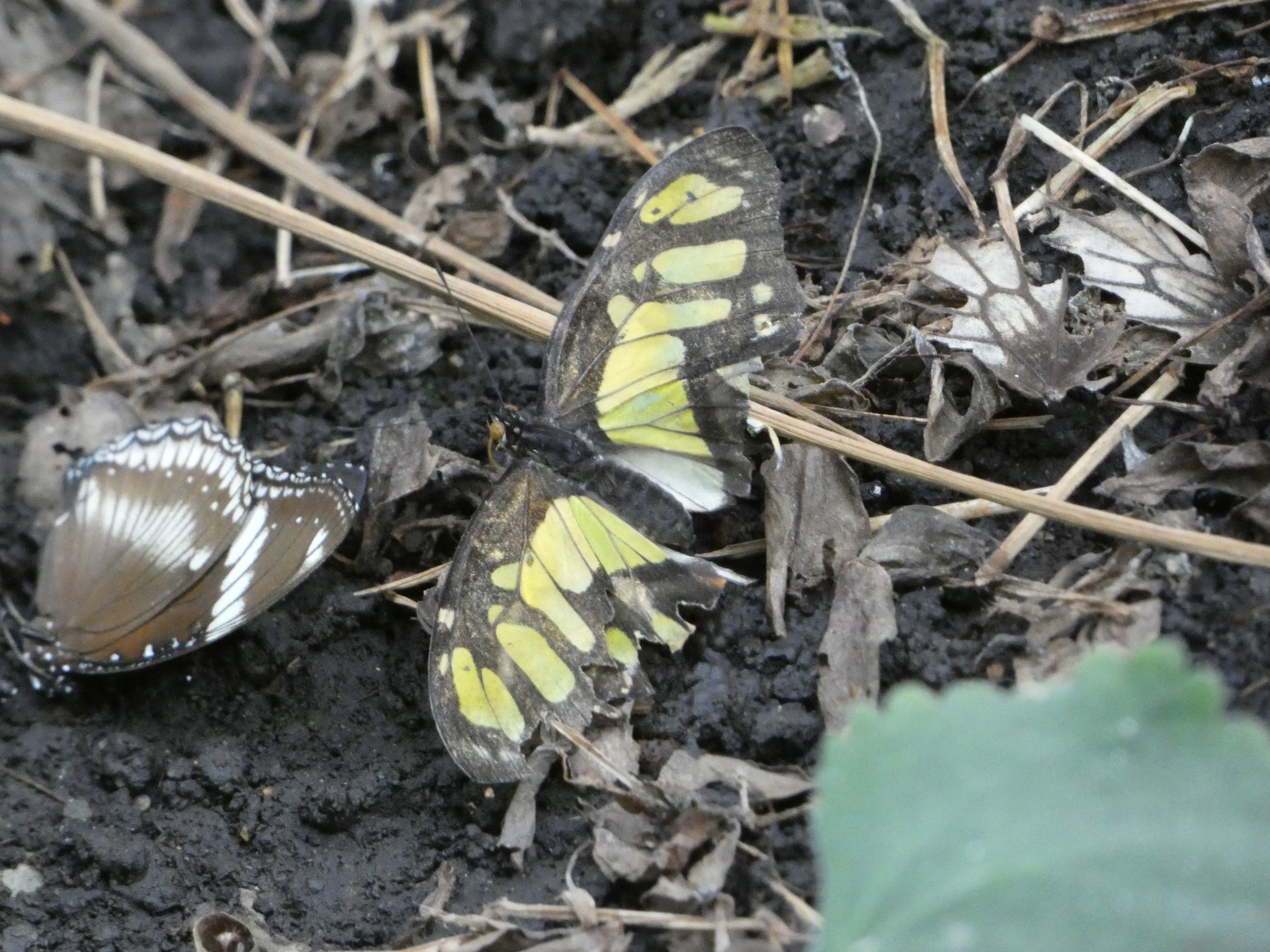 Butterfly ID? - Jersey Zoo
