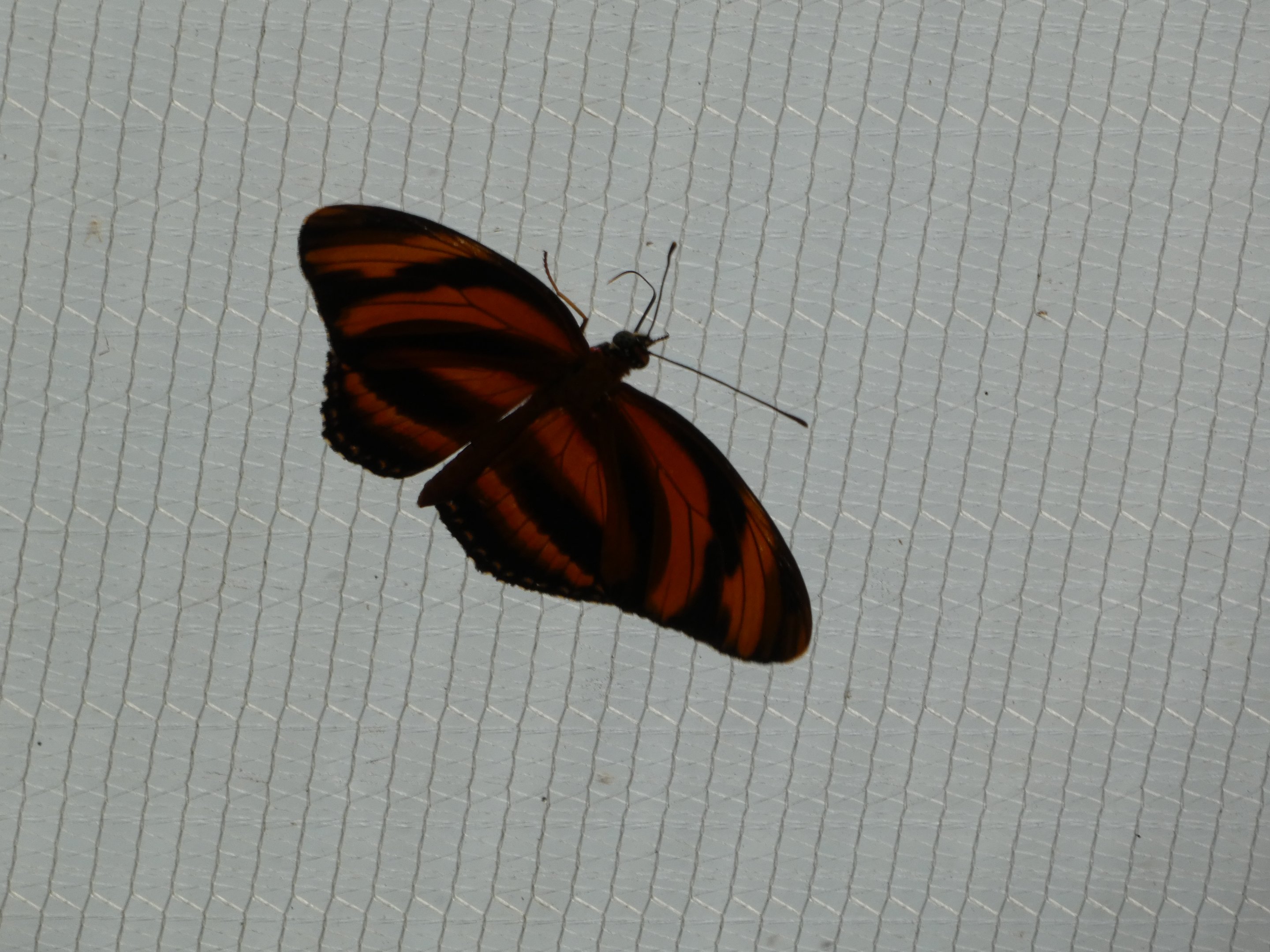 Butterfly ID? - Jersey Zoo