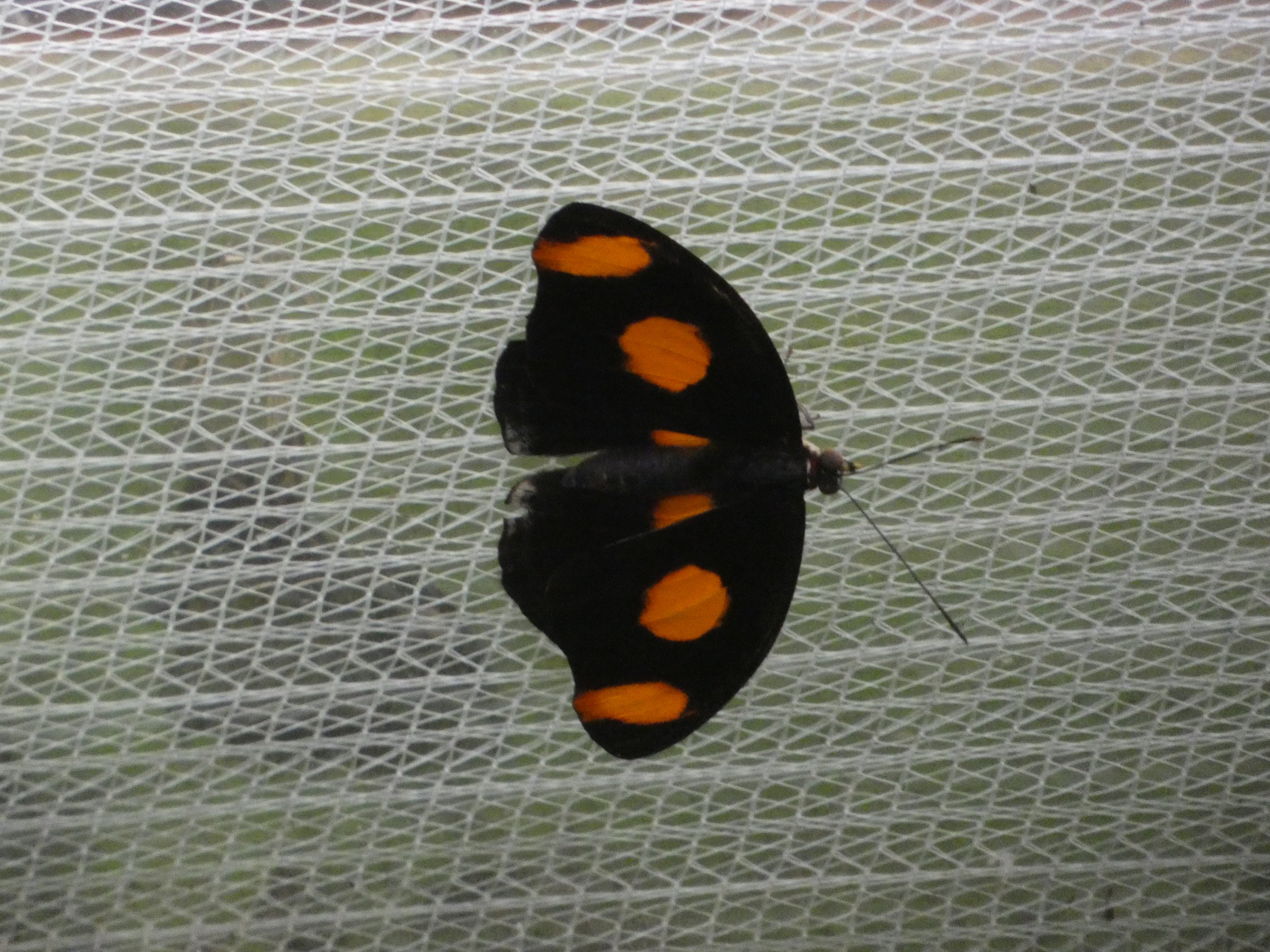 Butterfly ID? - Jersey Zoo
