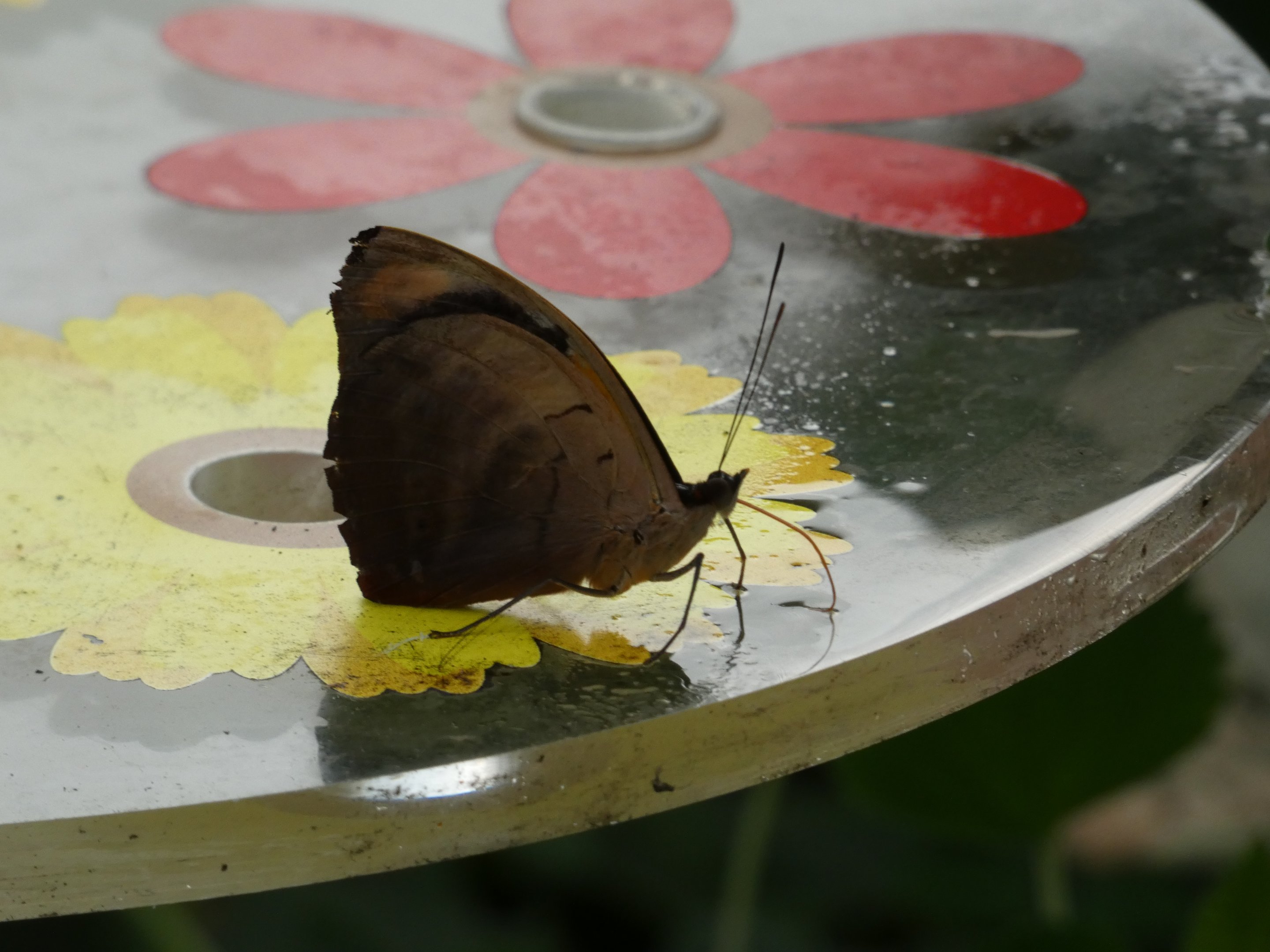 Butterfly ID? - Jersey Zoo
