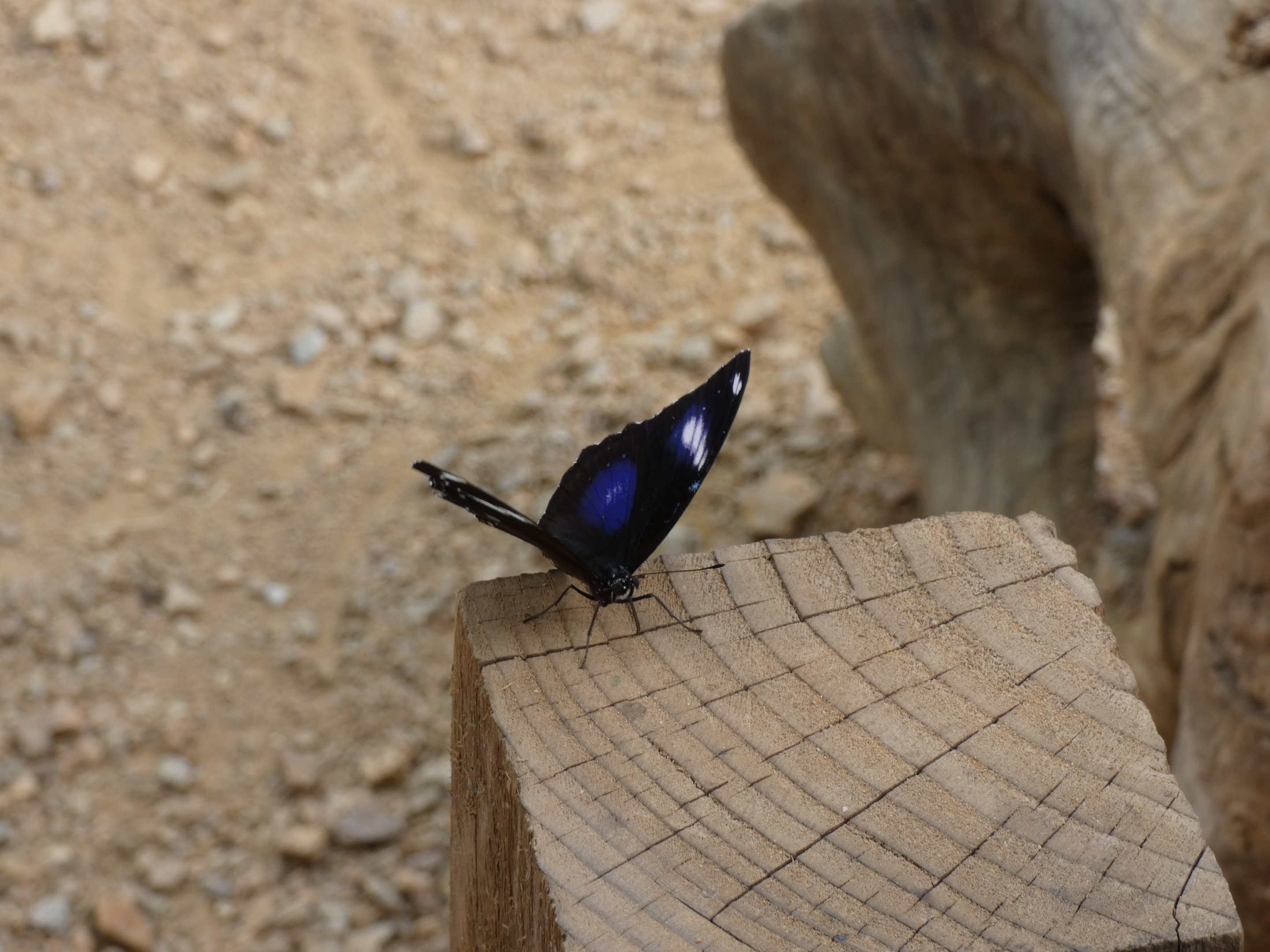 Butterfly ID? - Jersey Zoo