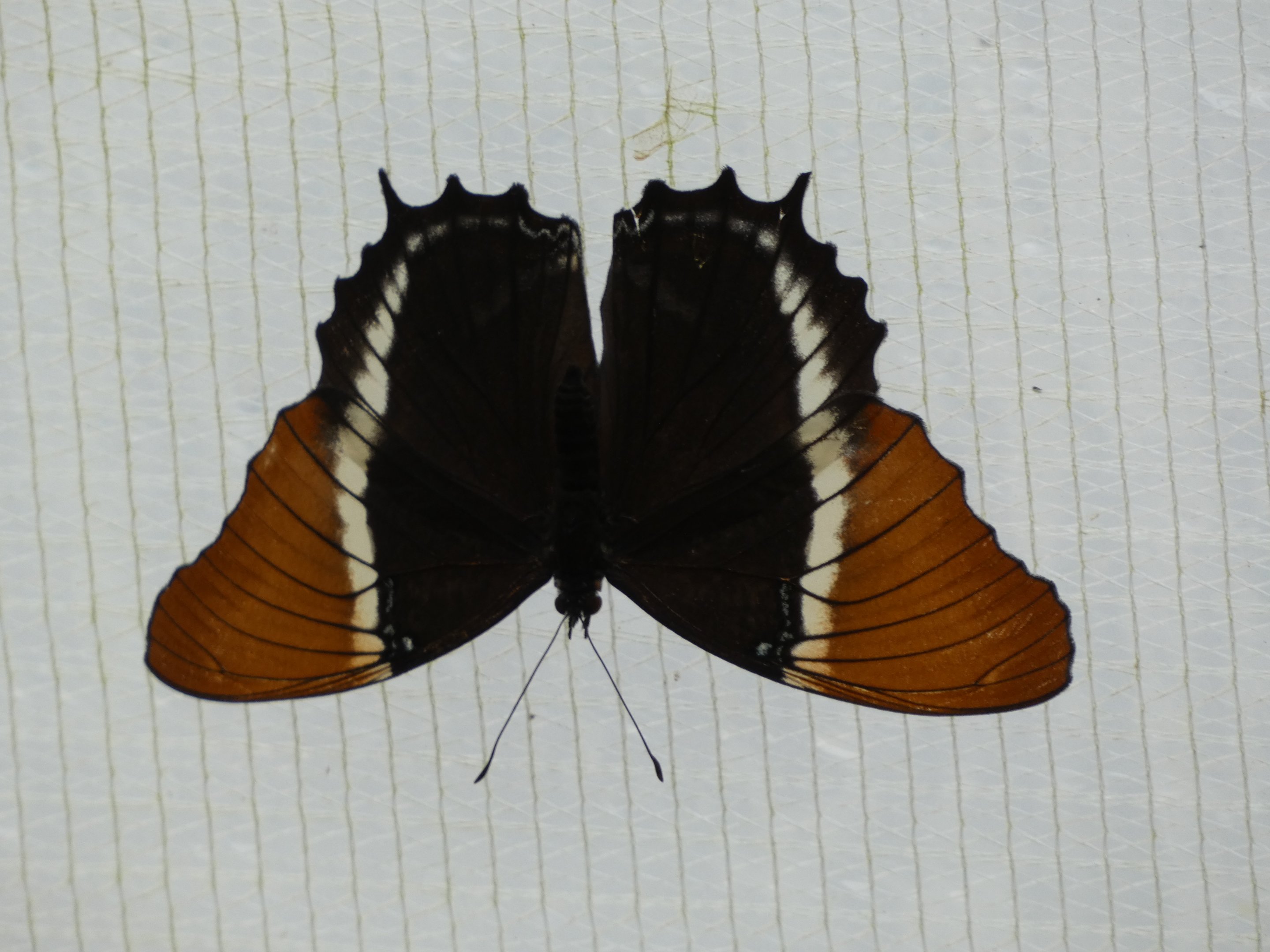 Butterfly ID? - Jersey Zoo