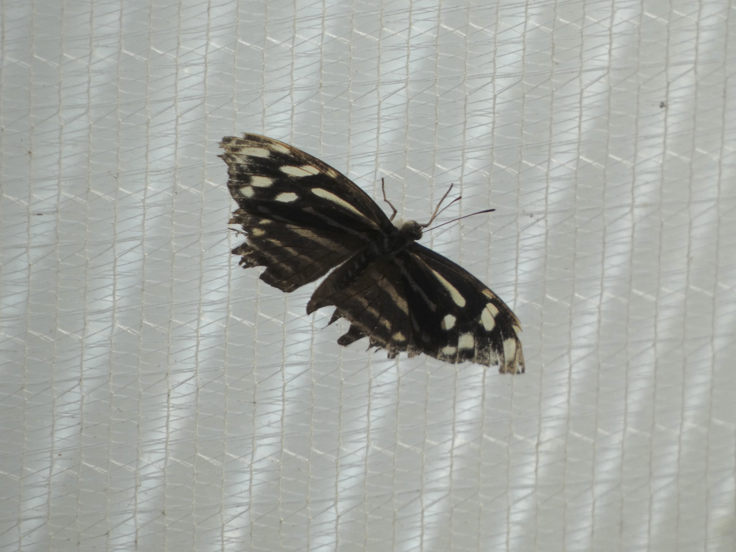 Butterfly ID? - Jersey Zoo