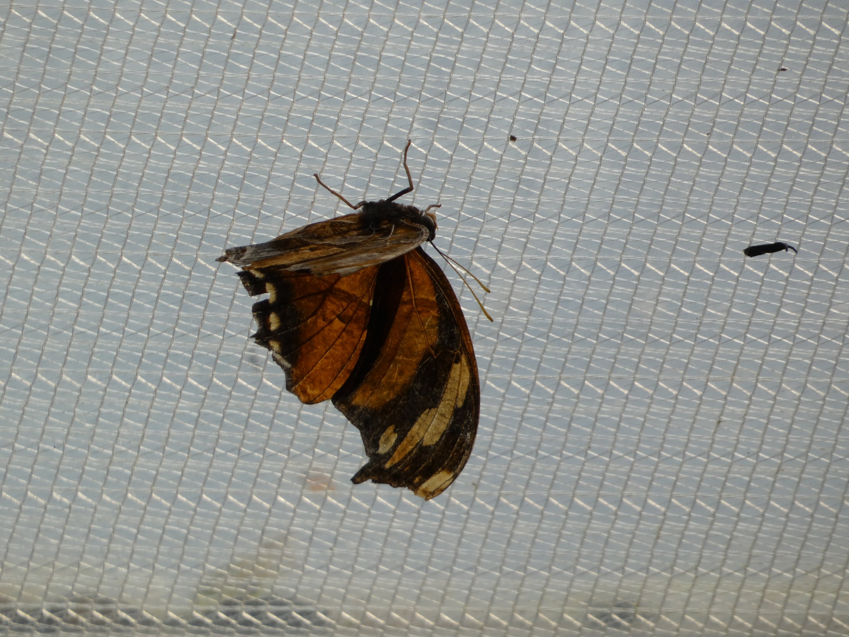 Butterfly ID? - Jersey Zoo