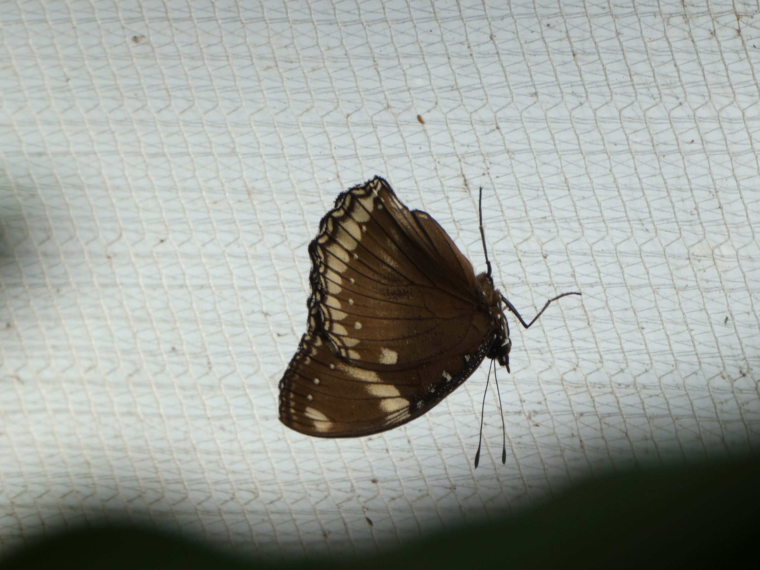 Butterfly ID? - Jersey Zoo