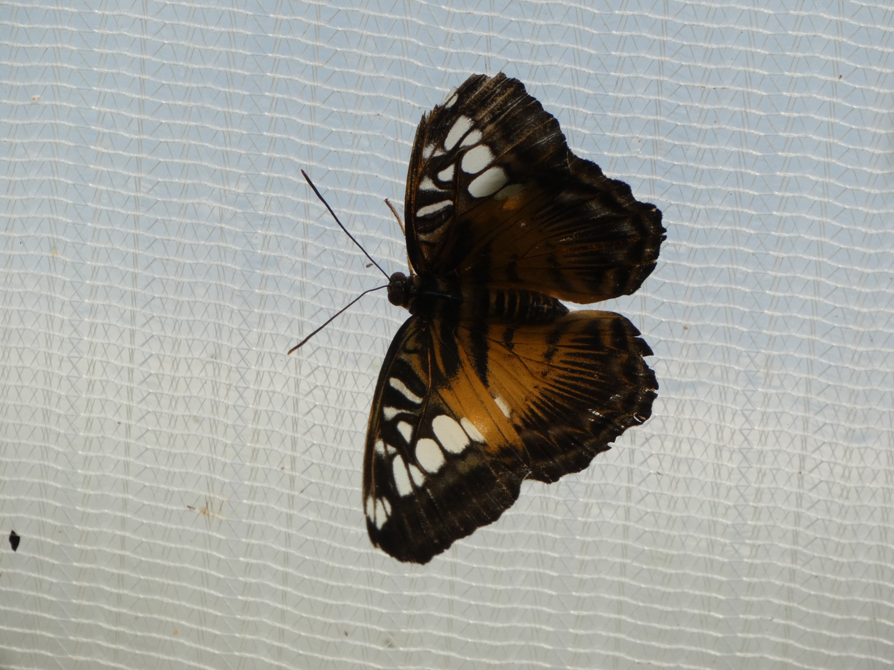Butterfly ID? - Jersey Zoo