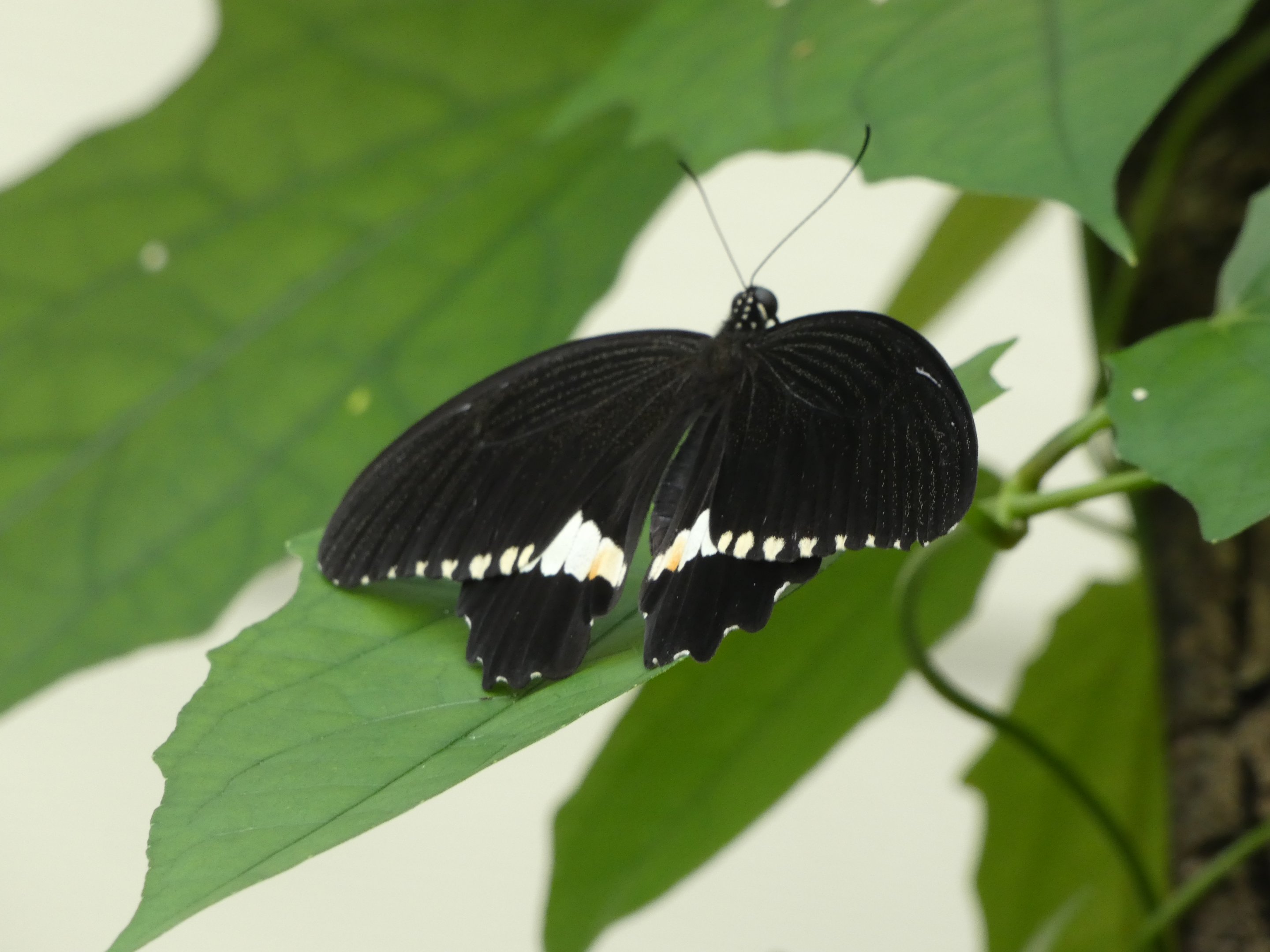 Butterfly ID? - Jersey Zoo