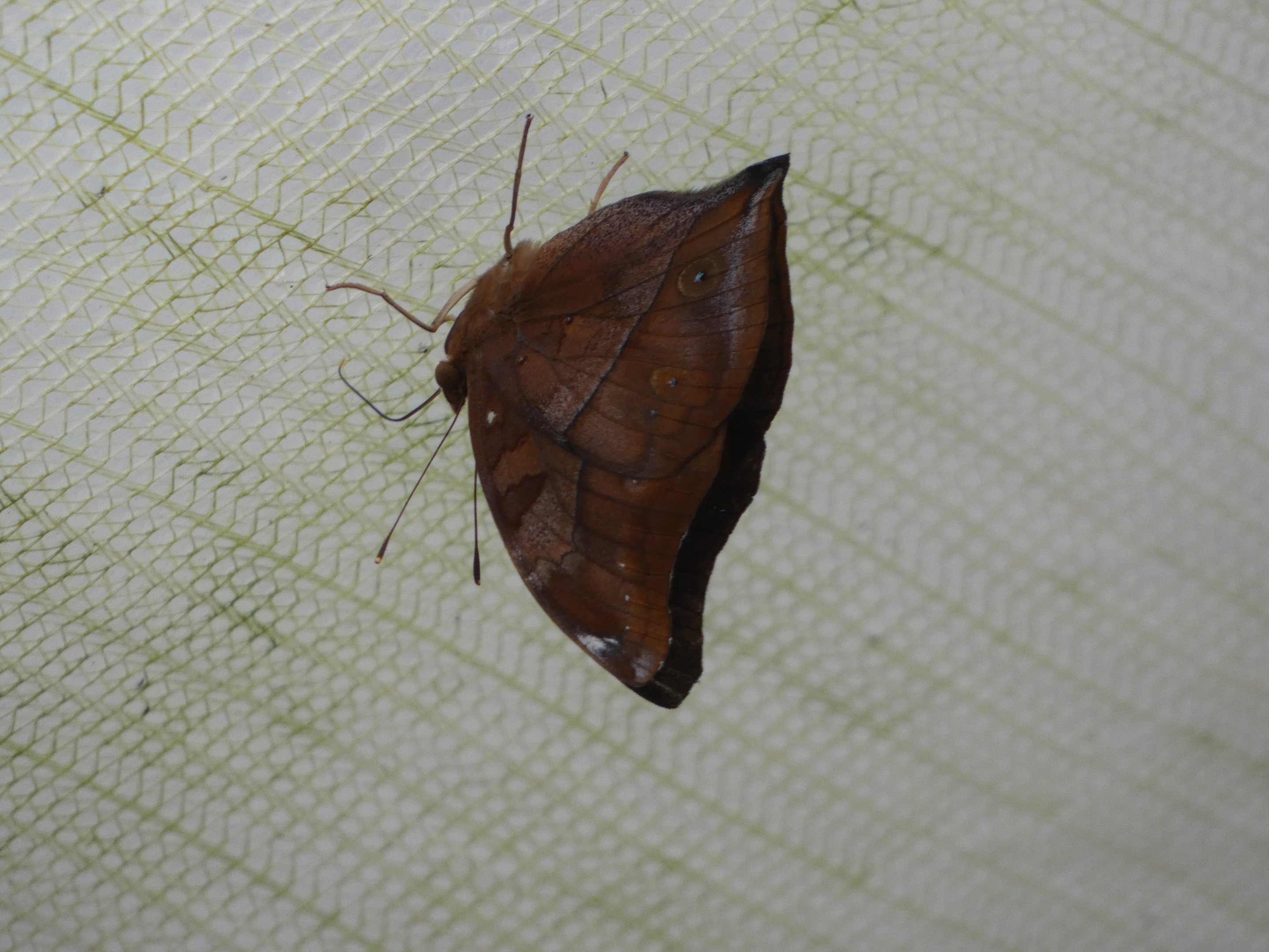 Butterfly ID? - Jersey Zoo