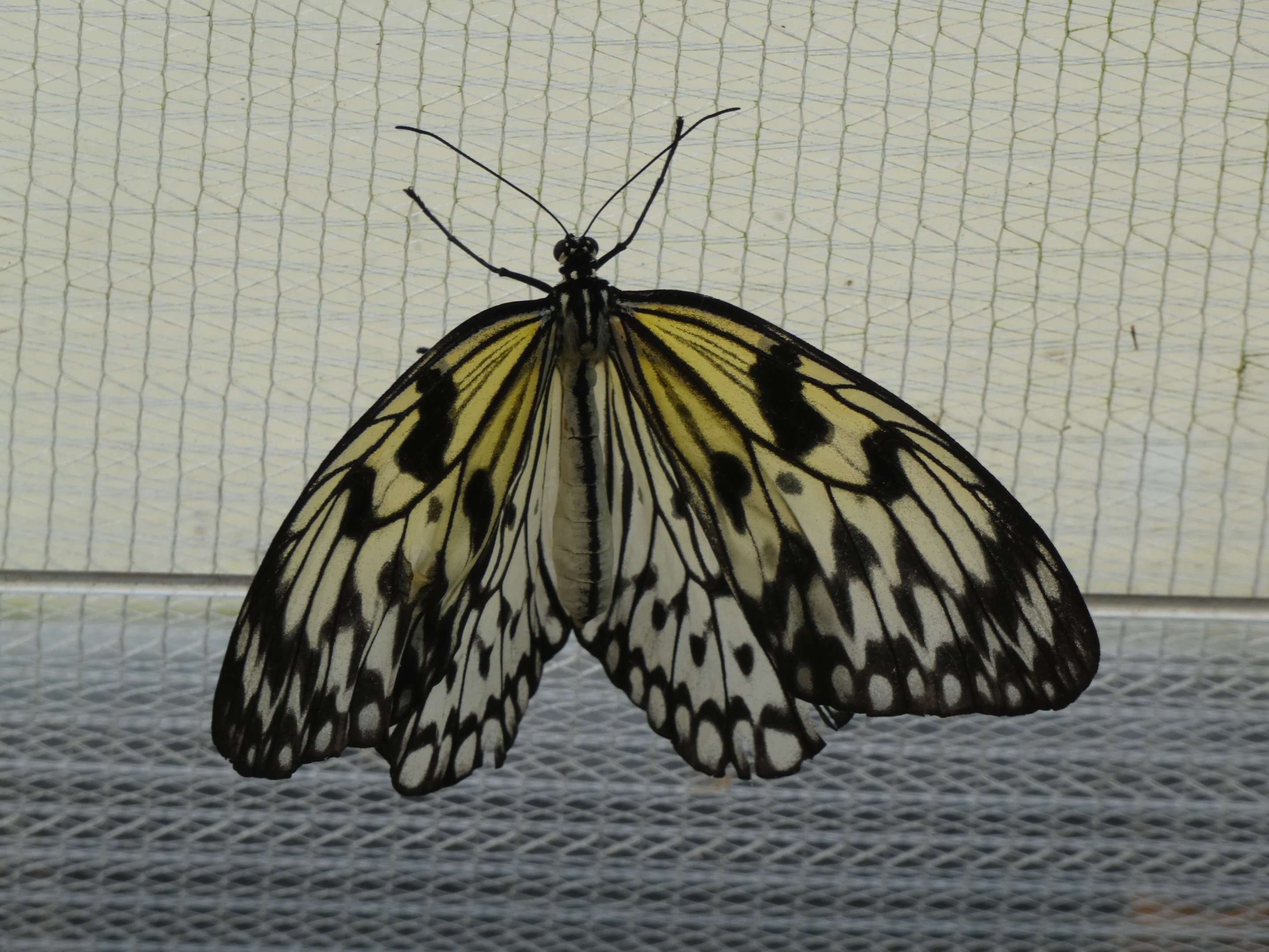 Butterfly ID? - Jersey Zoo