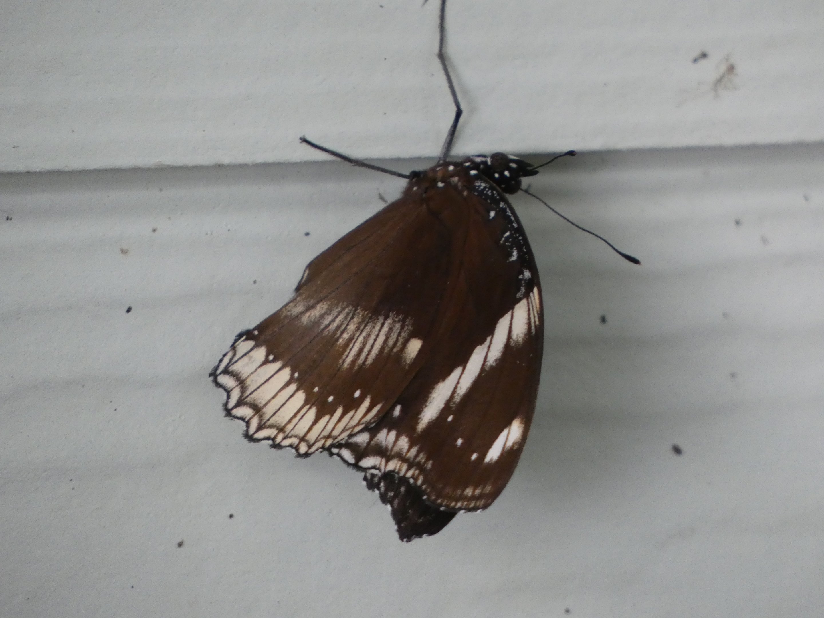Butterfly ID? - Jersey Zoo