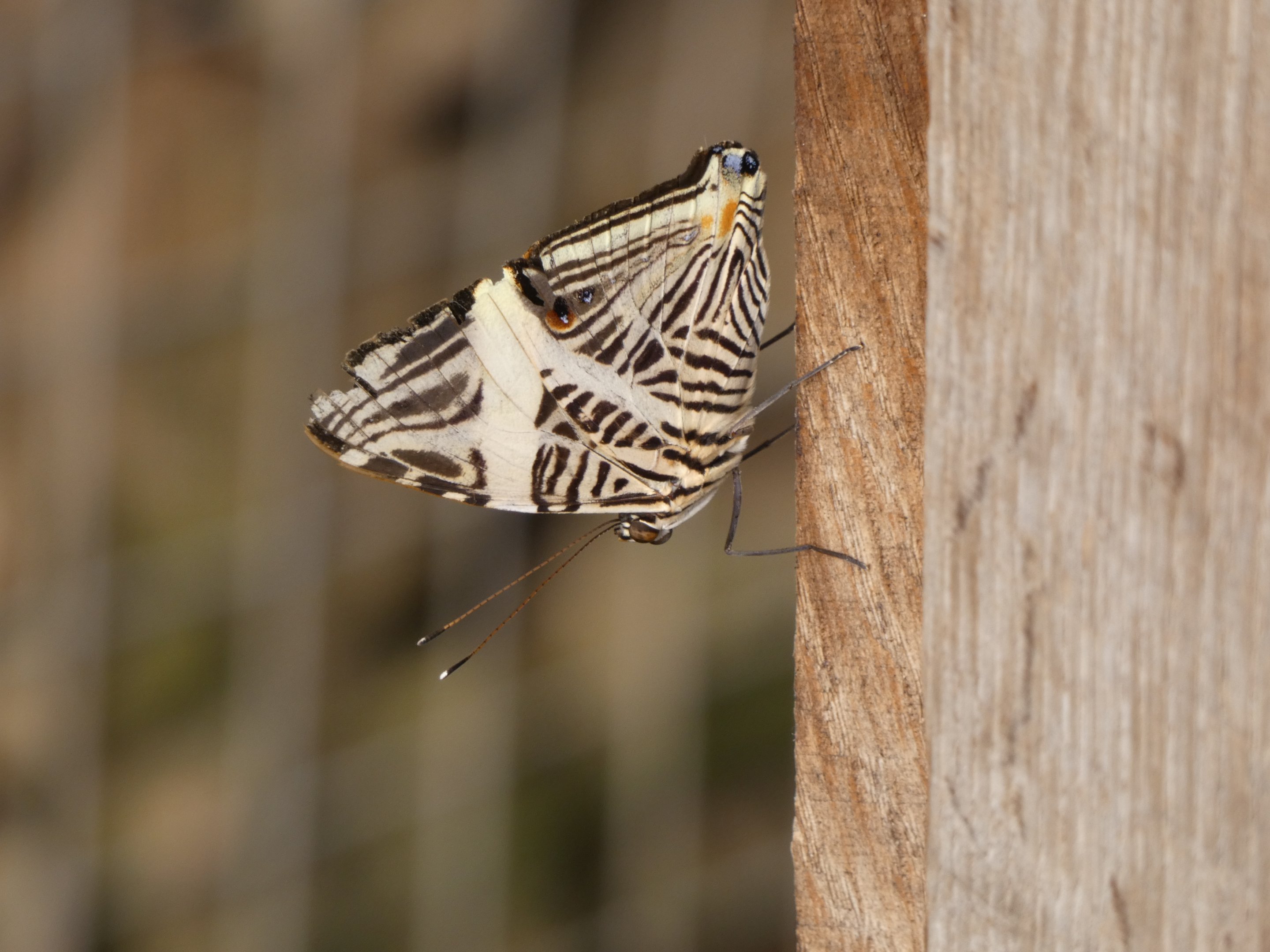 Butterfly ID? - Jersey Zoo