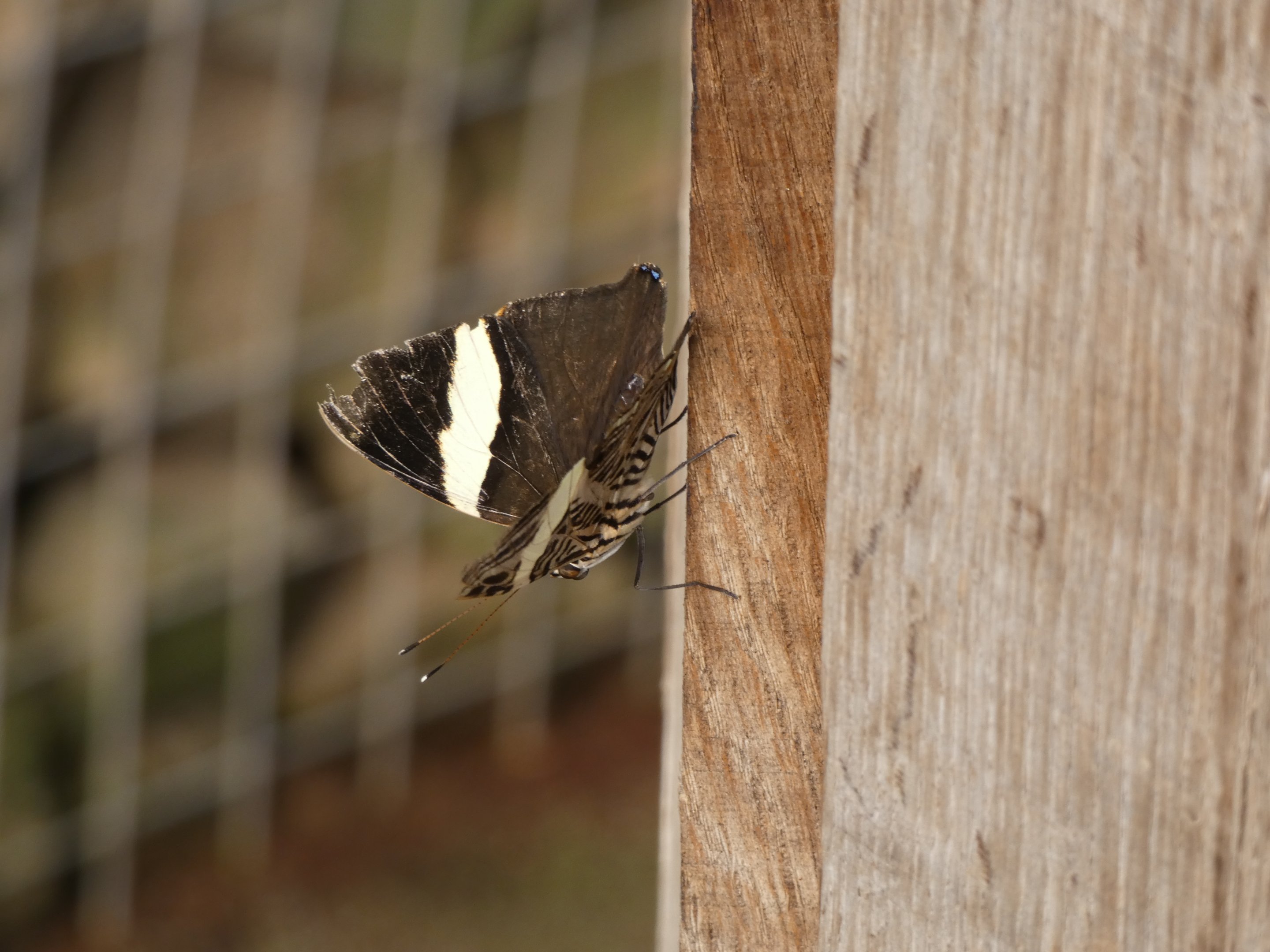 Butterfly ID? - Jersey Zoo