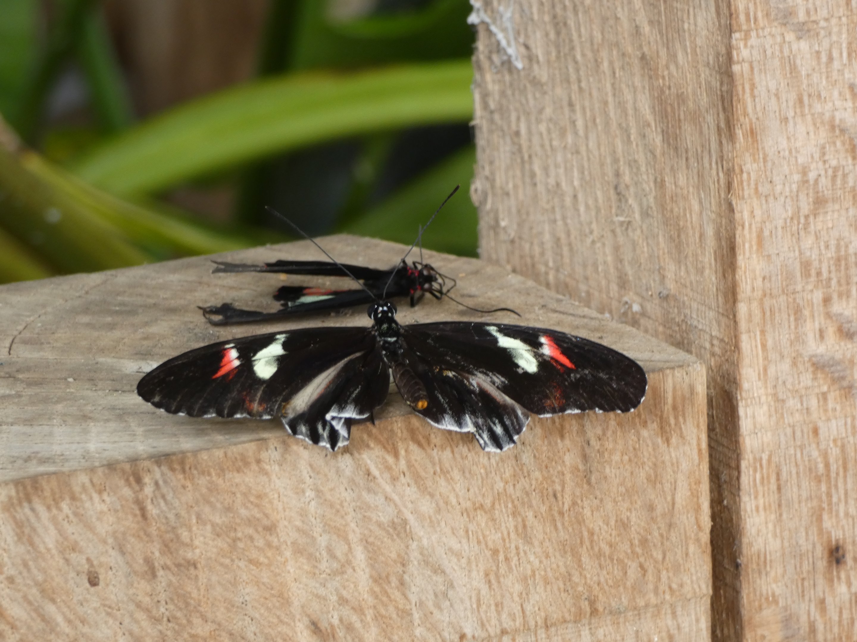 Butterfly ID? - Jersey Zoo