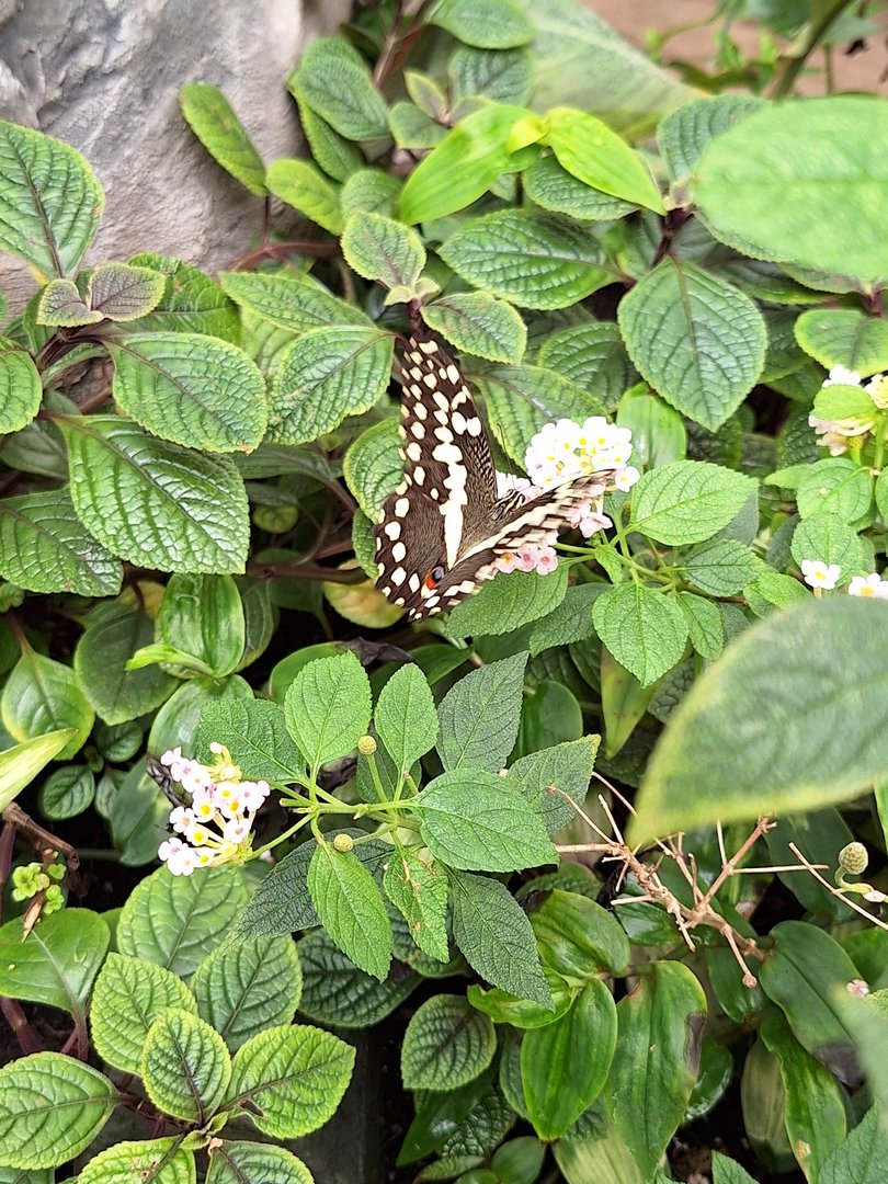 Butterfly ID - Lakeland Wildlife Oasis, Milnthorpe, UK