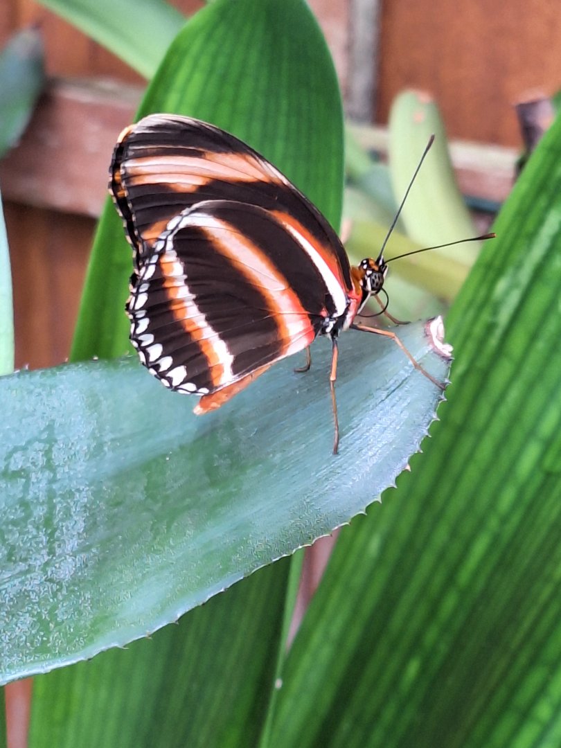 Butterfly ID - Lakeland Wildlife Oasis