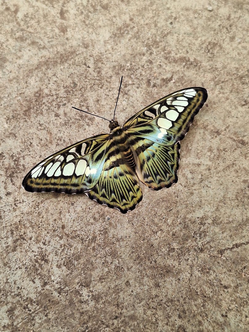 Butterfly ID - Lakeland Wildlife Oasis