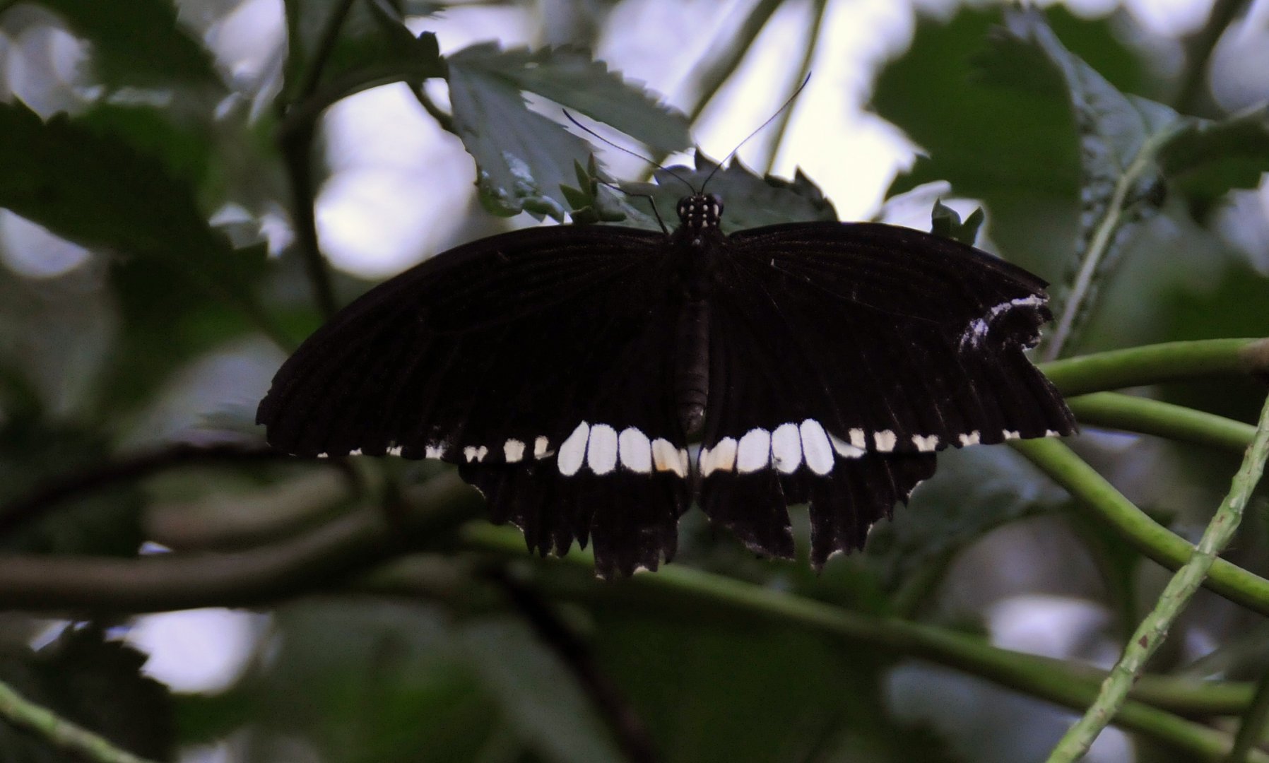 Butterfly ID please?
