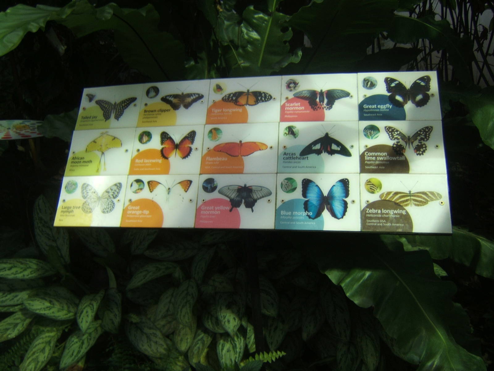 Butterfly Id sign