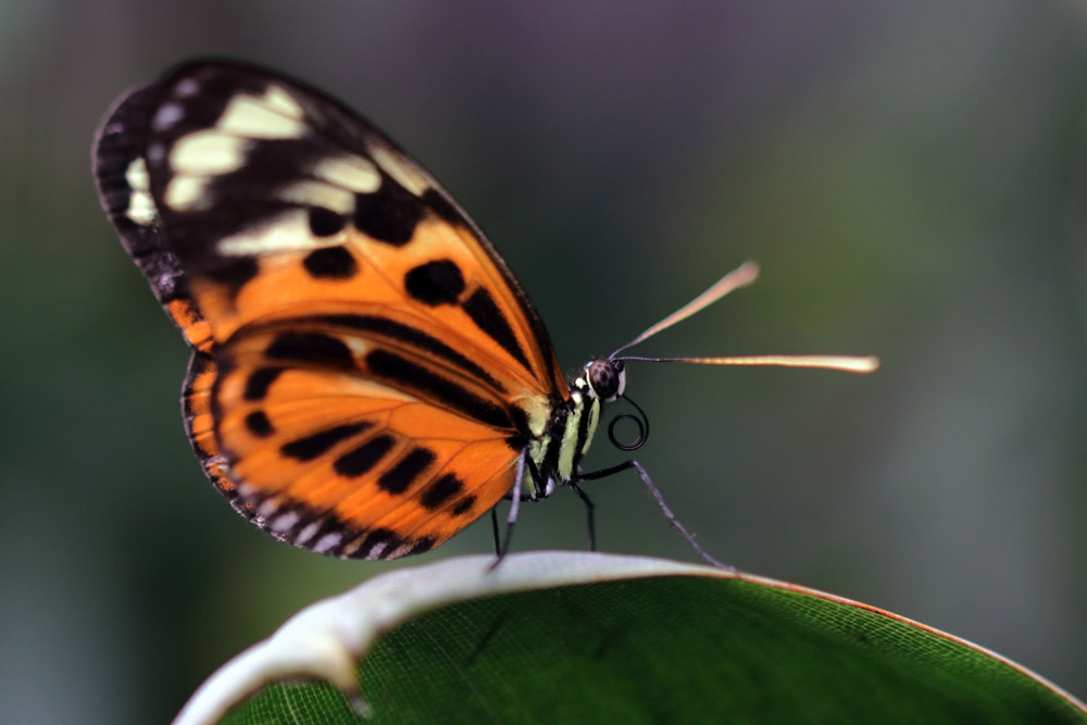 Butterfly ID (Weltvogelpark Walsrode)