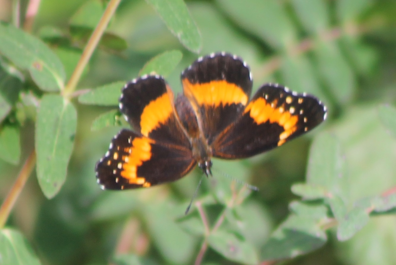 Butterfly ID