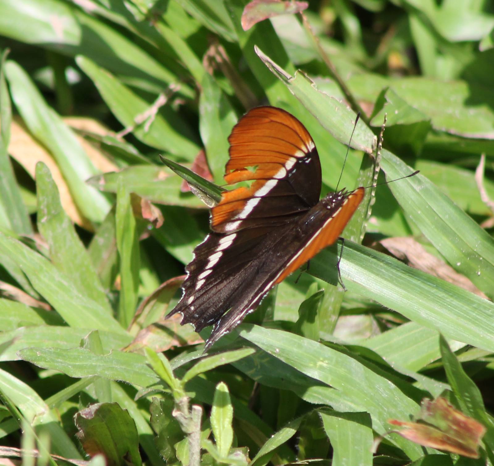 Butterfly ID